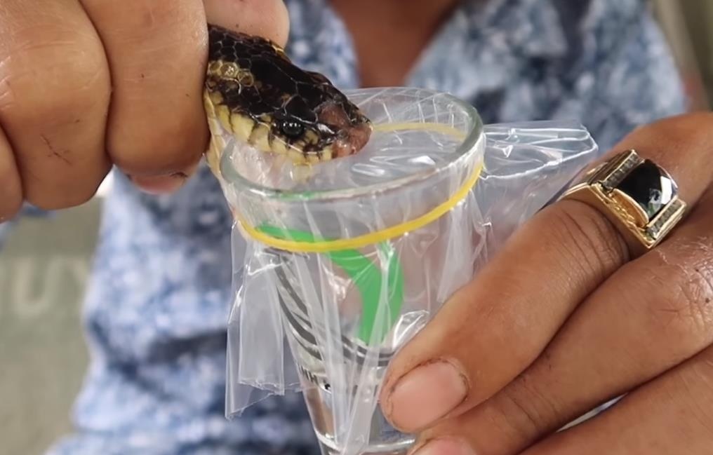 Youtuber hanh ha dong vat anh 2