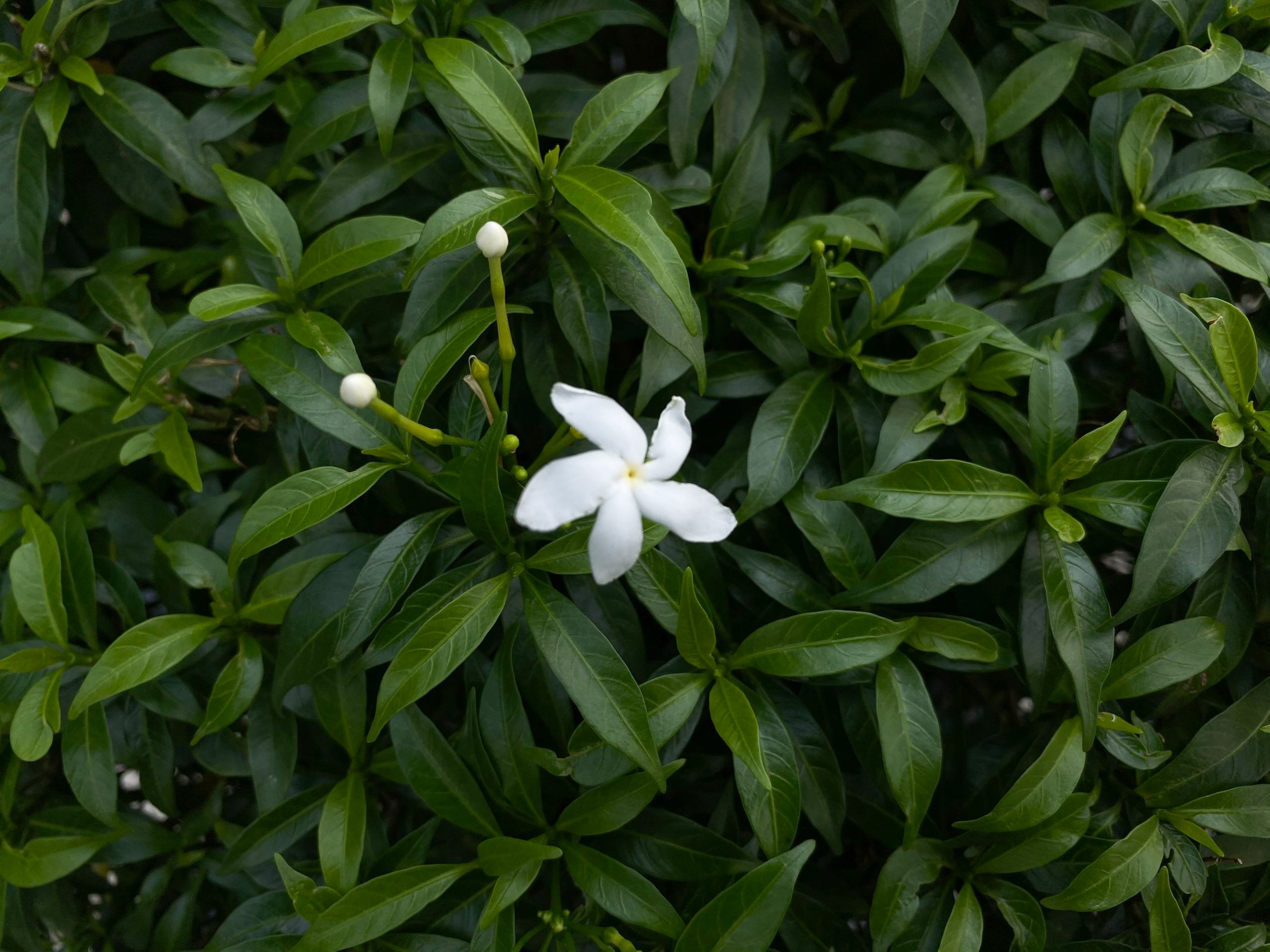 danh gia camera iPhone 11 pro anh 23