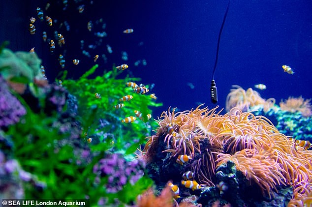 ban nhac tu ca anh 1