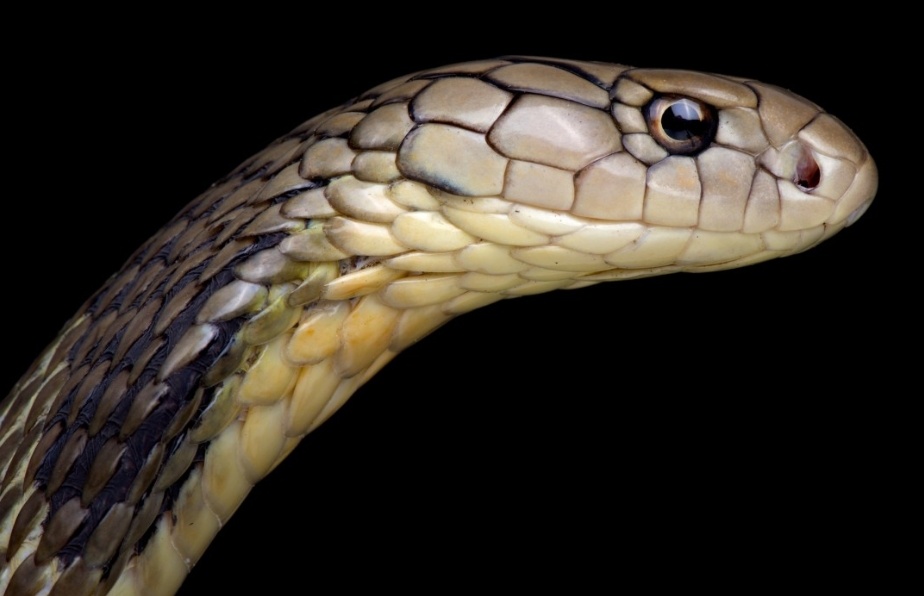 Virus Vu Han co the da lay tu ran sang nguoi? hinh anh