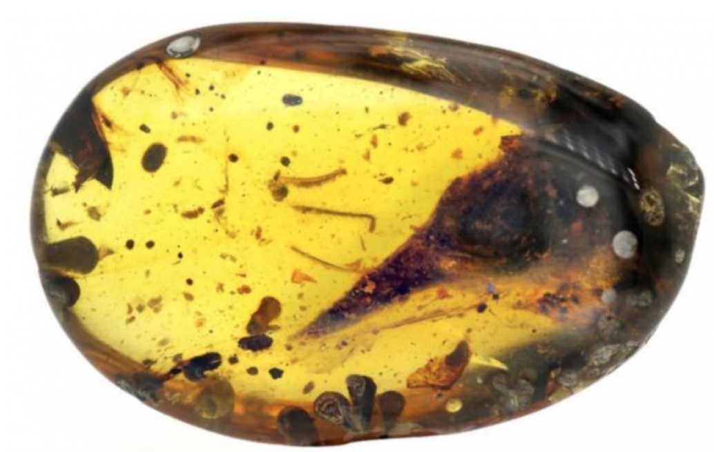 Tim thay loai khung long nho bang con chim ruoi hinh anh