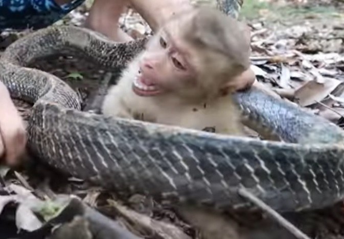 YouTuber Hau Cao nguoc dai dong vat quy hiem hinh anh