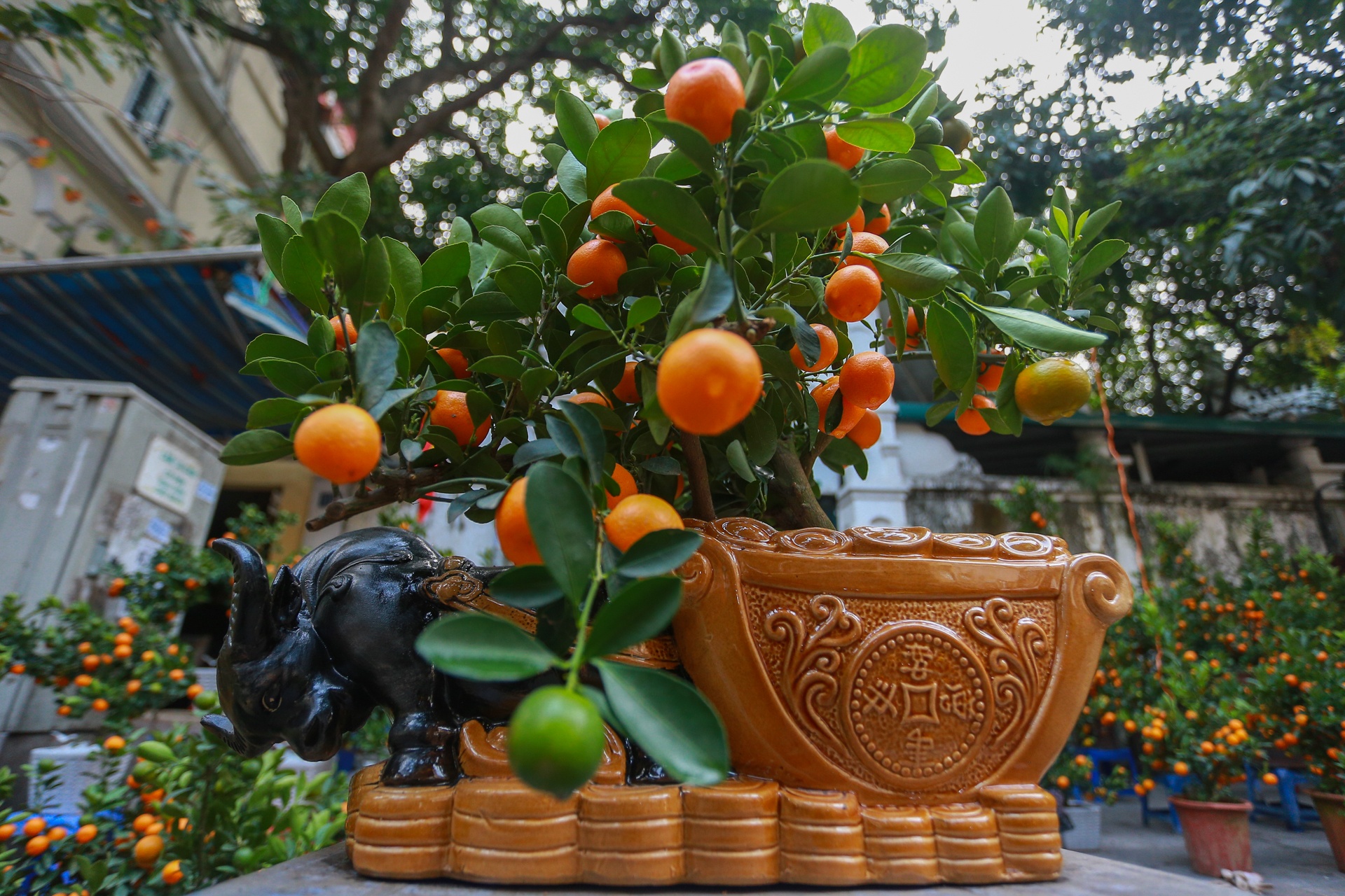 Trau om tien vang 'cong' dao,  mai trang boc reu anh 11