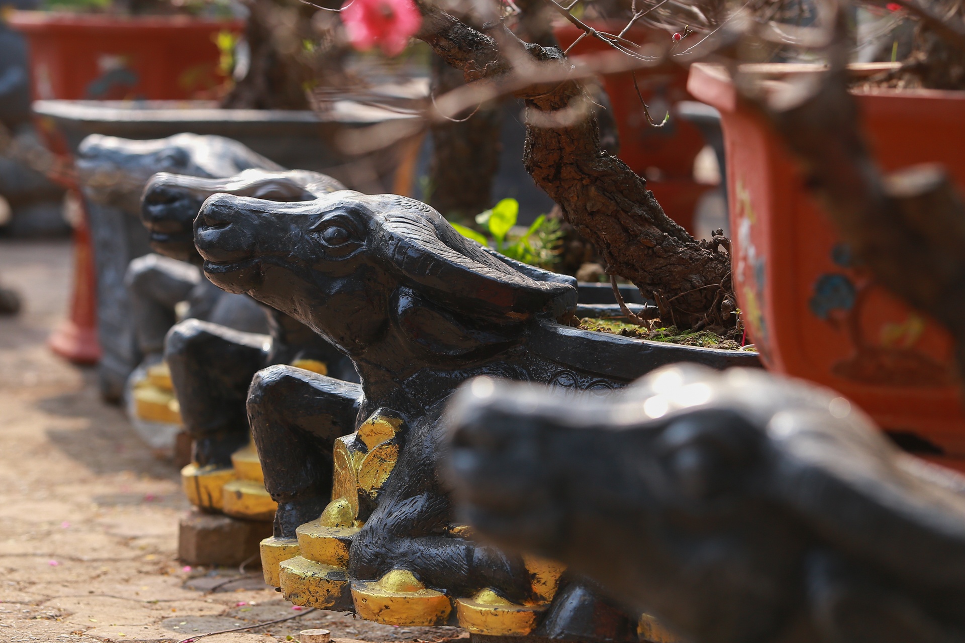 Trau om tien vang 'cong' dao,  mai trang boc reu anh 1