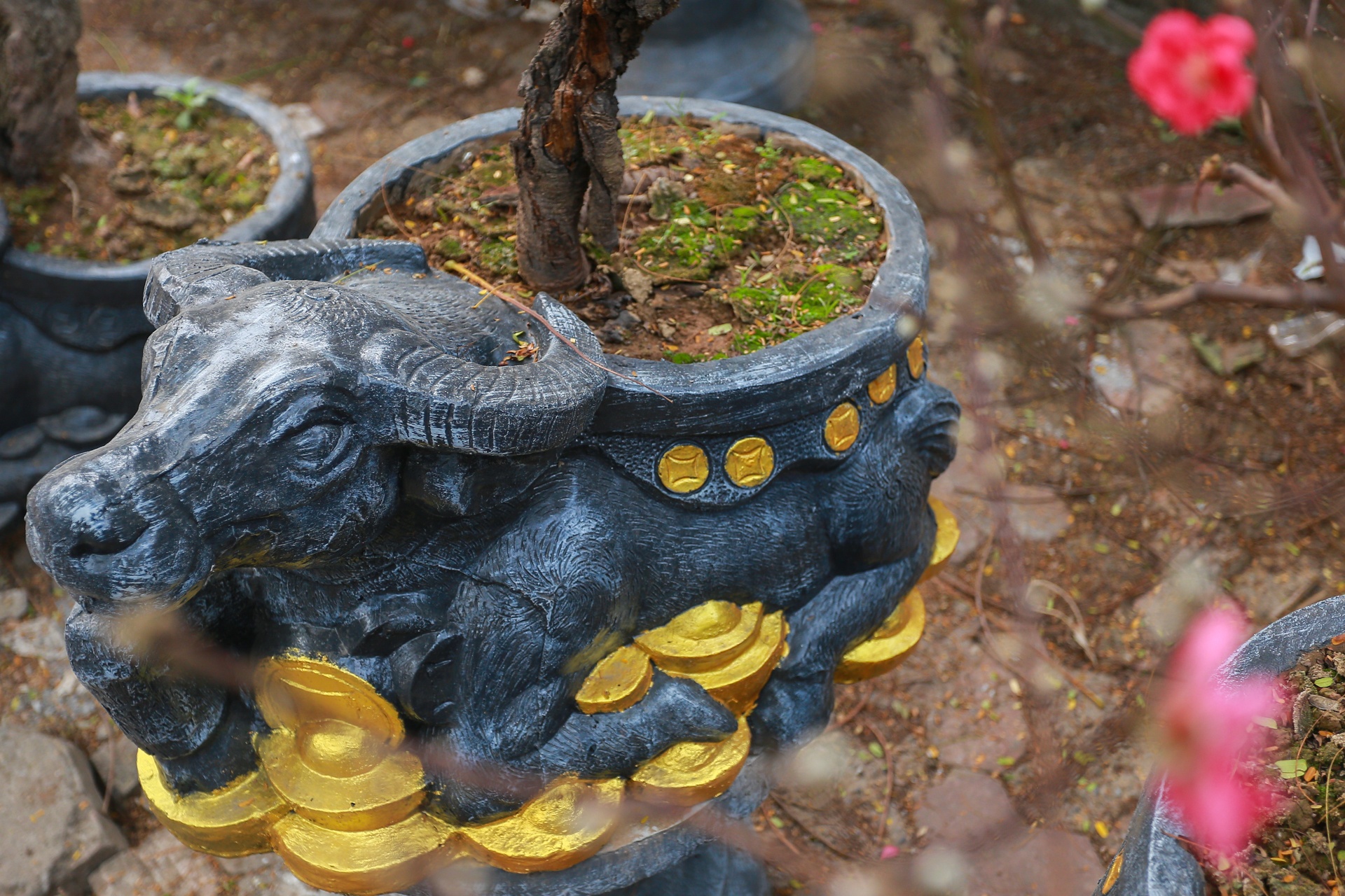 Trau om tien vang 'cong' dao,  mai trang boc reu anh 3