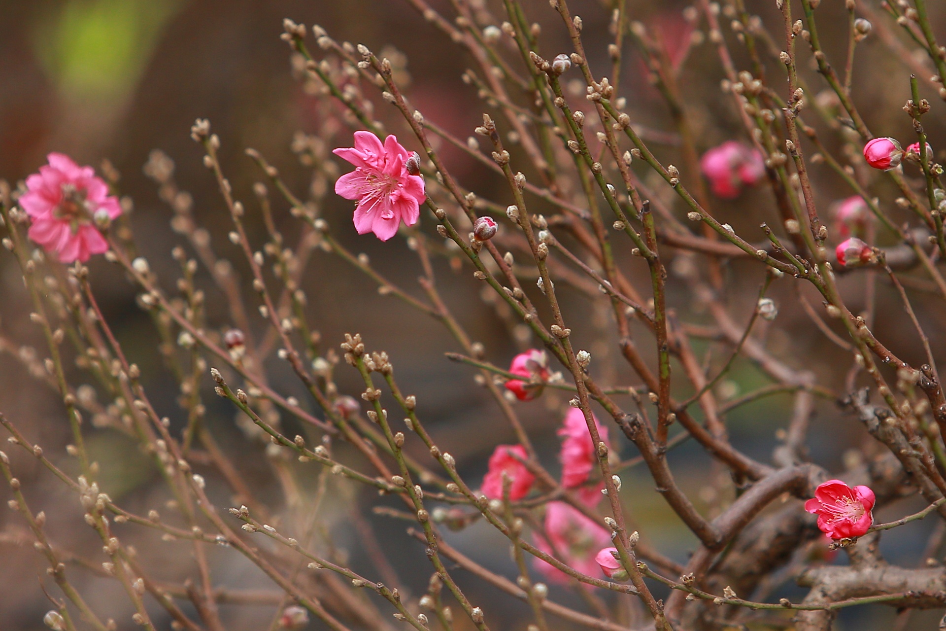 Trau om tien vang 'cong' dao,  mai trang boc reu anh 4