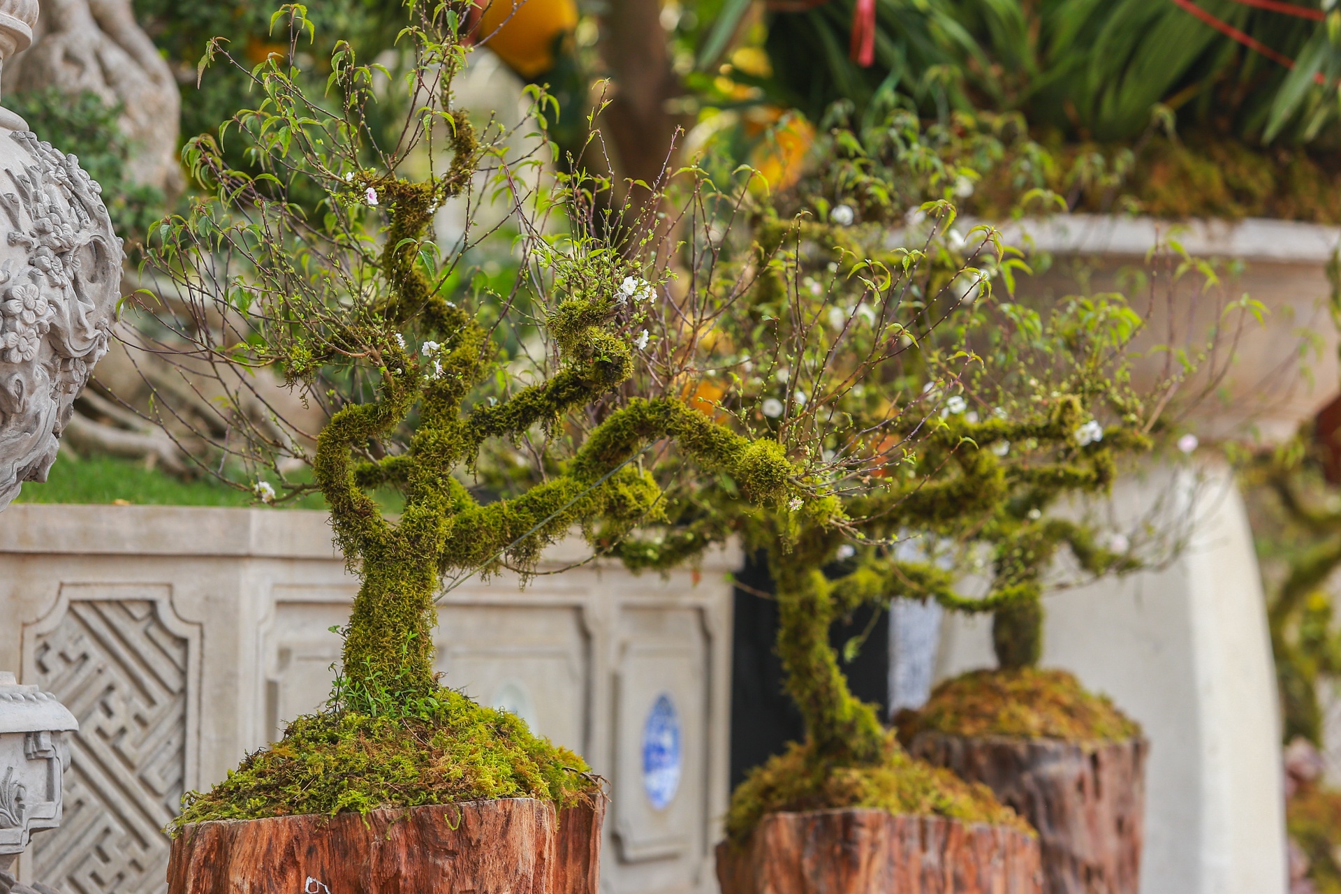 Trau om tien vang 'cong' dao,  mai trang boc reu anh 6