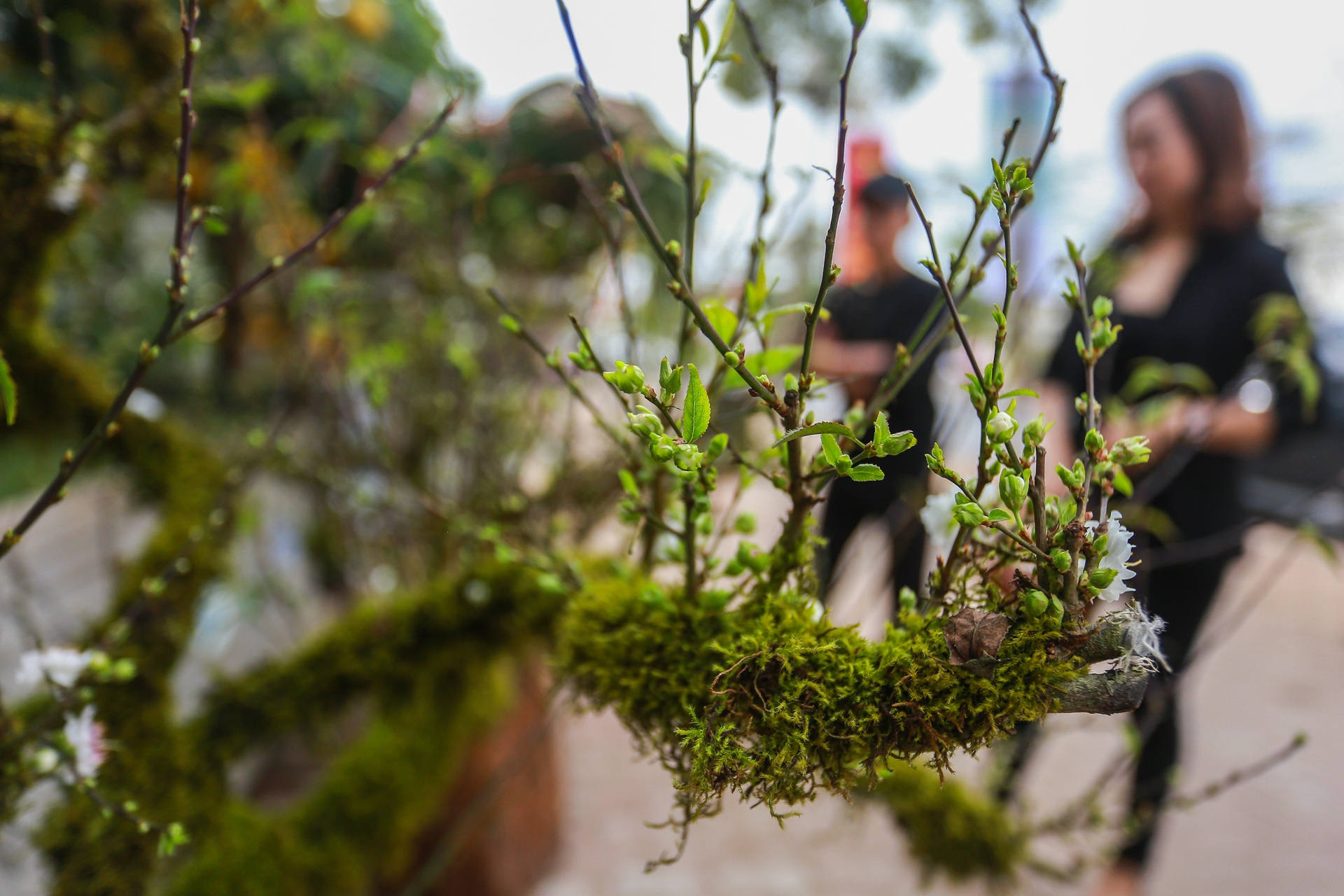 Trau om tien vang 'cong' dao,  mai trang boc reu anh 7