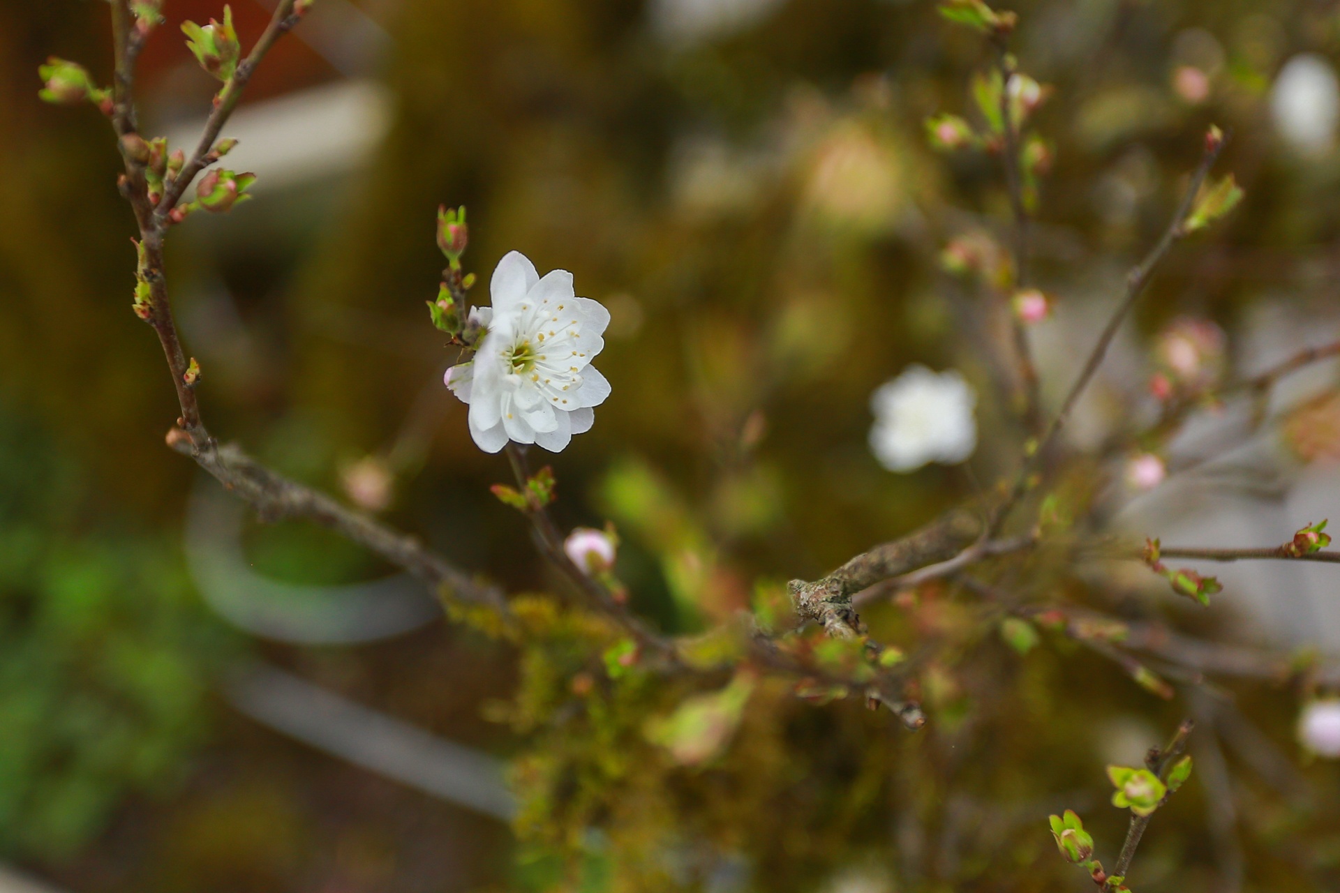 Trau om tien vang 'cong' dao,  mai trang boc reu anh 8