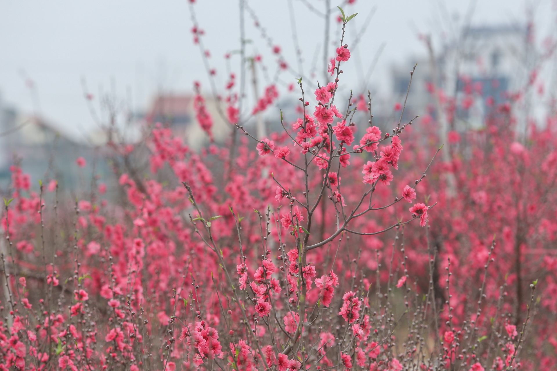Dao the em am,  dao canh ha gia anh 2