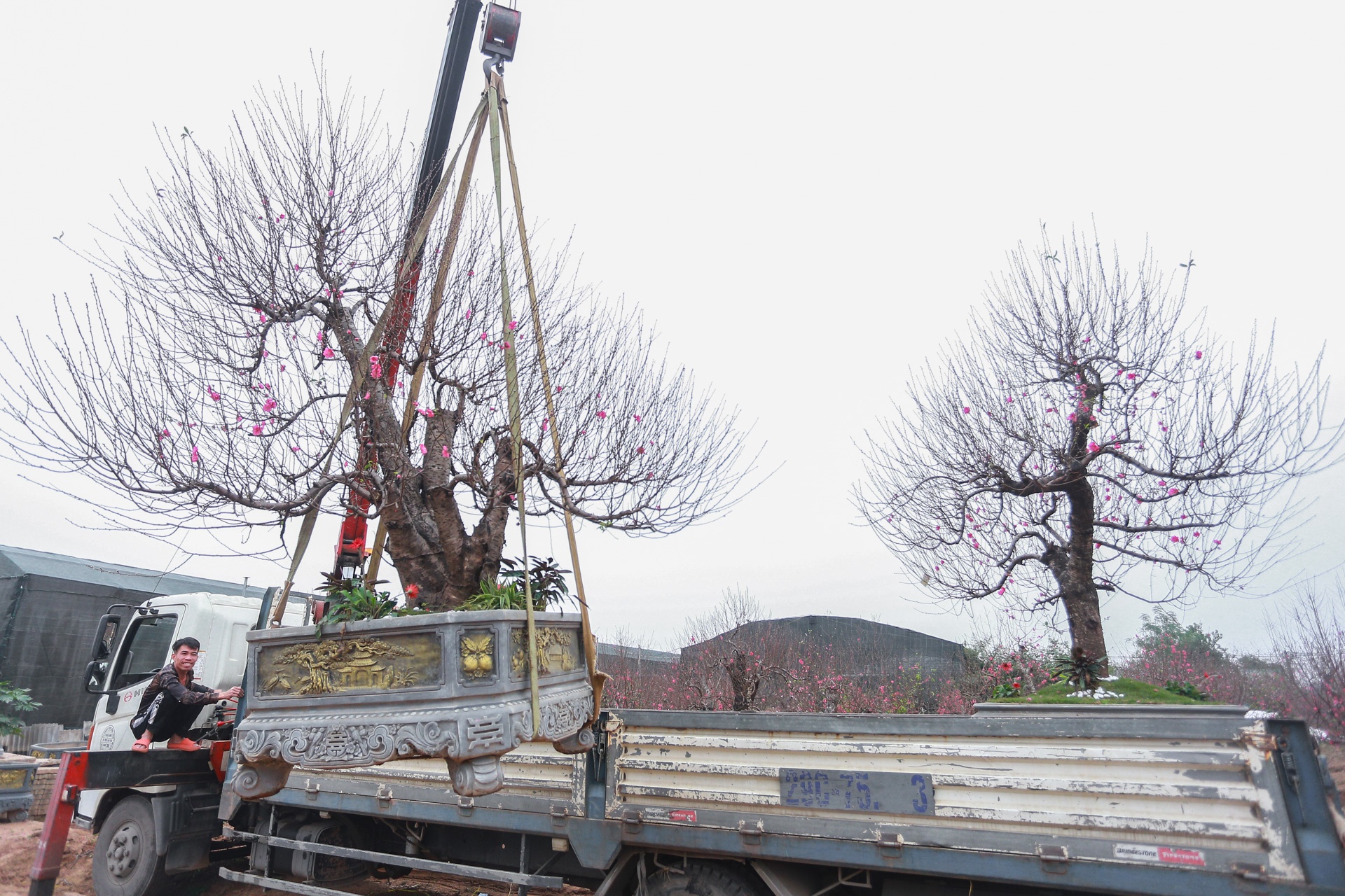 Dao the em am,  dao canh ha gia anh 4