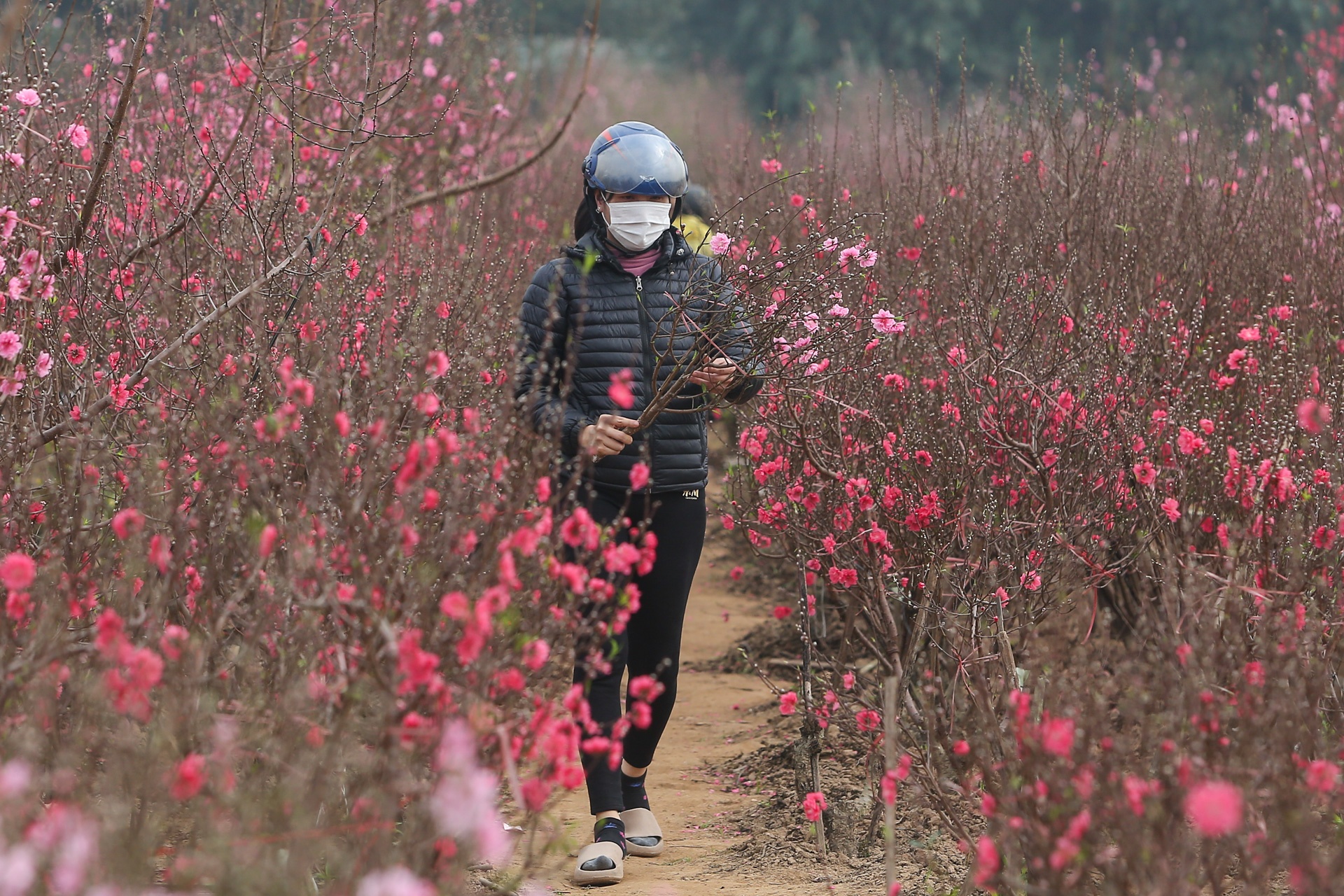 Dao the em am,  dao canh ha gia anh 5