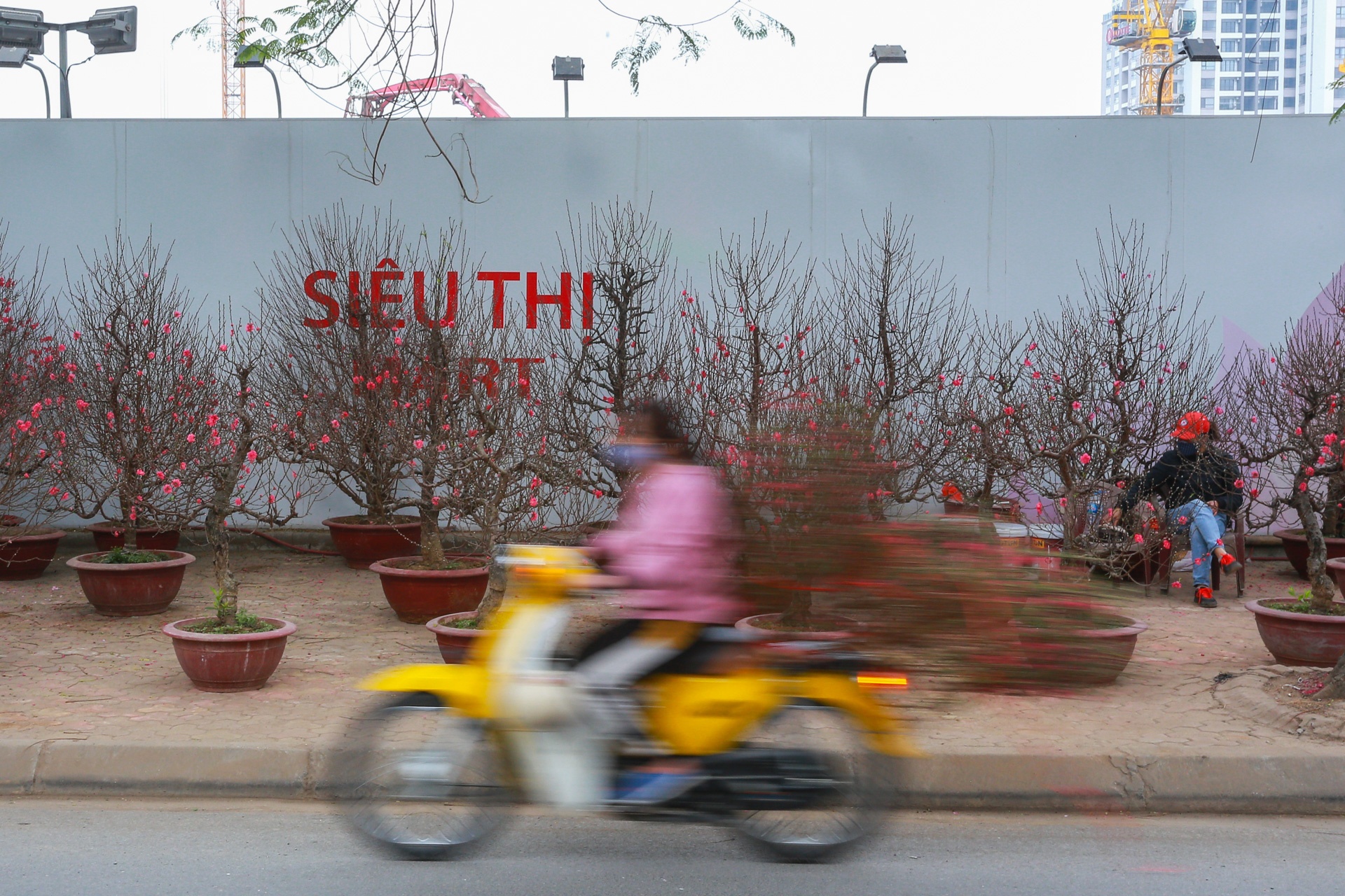 Dao Tet e am phai ha gia som hinh anh