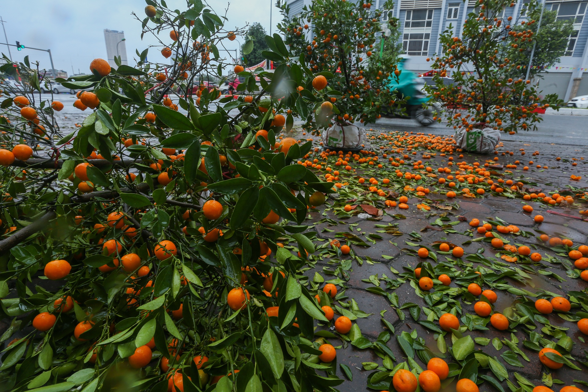 Quat canh do rap,  ha gia 'soc' anh 1