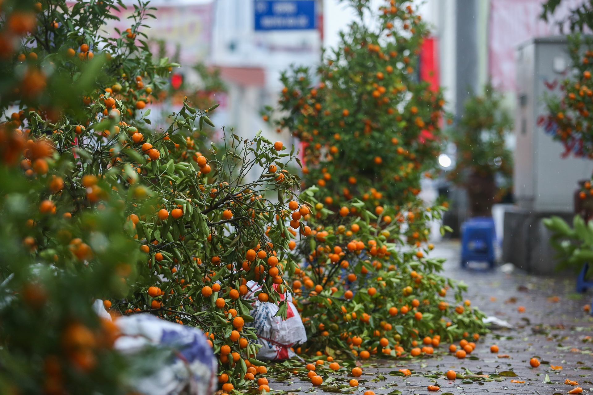 Quat canh do rap,  ha gia 'soc' anh 2