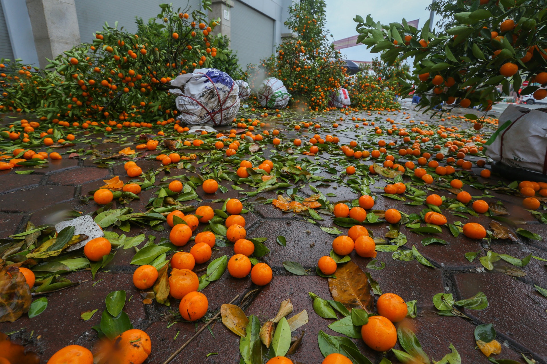 Quat canh do rap,  ha gia 'soc' anh 3