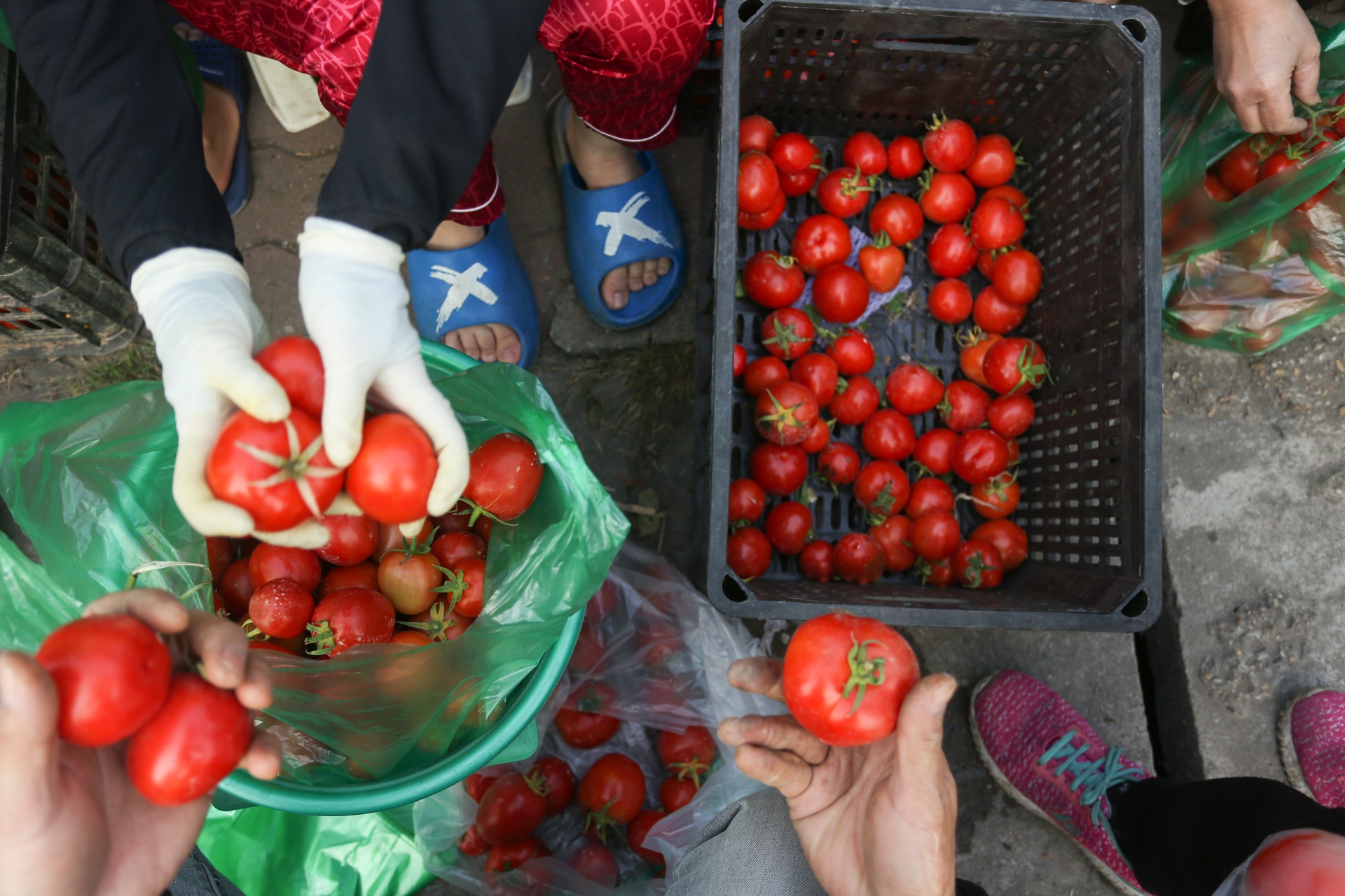 Nguoi Ha Noi chung tay giai cuu nong san anh 5