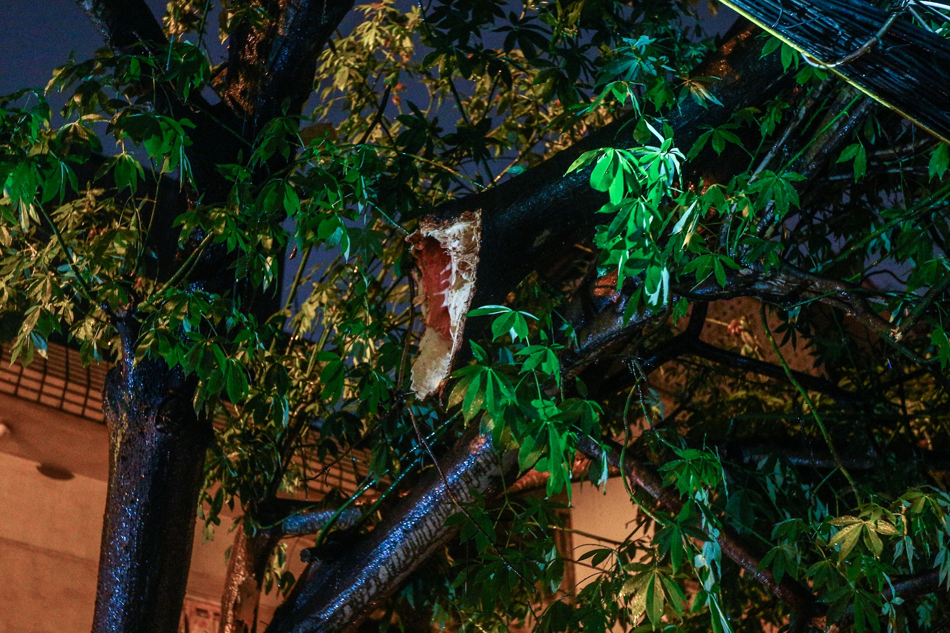 Cay xanh bat goc de bep xe taxi trong mua lon anh 5