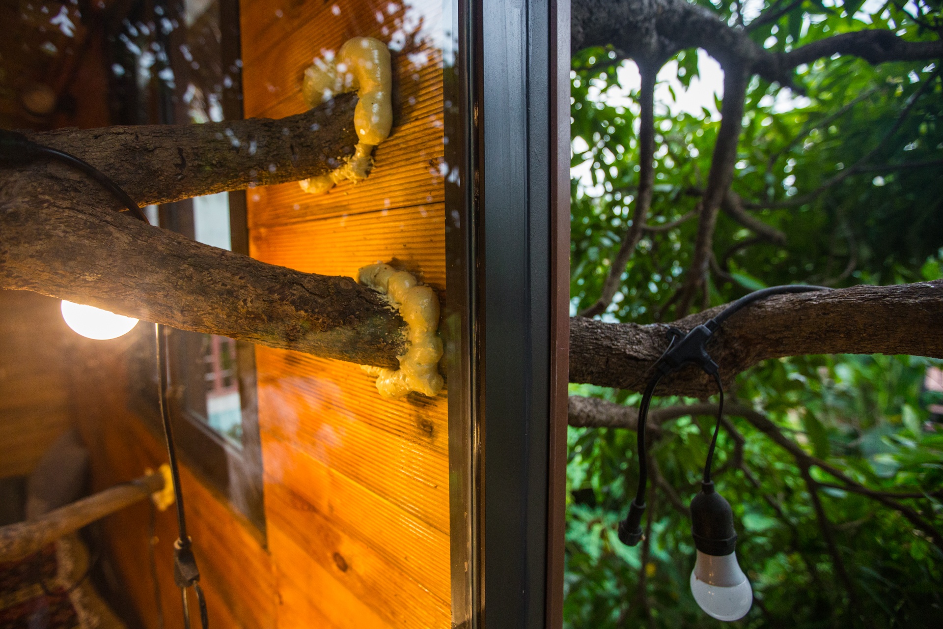 Doc dao ngoi nha tram trieu tren cay o Ha Noi anh 7