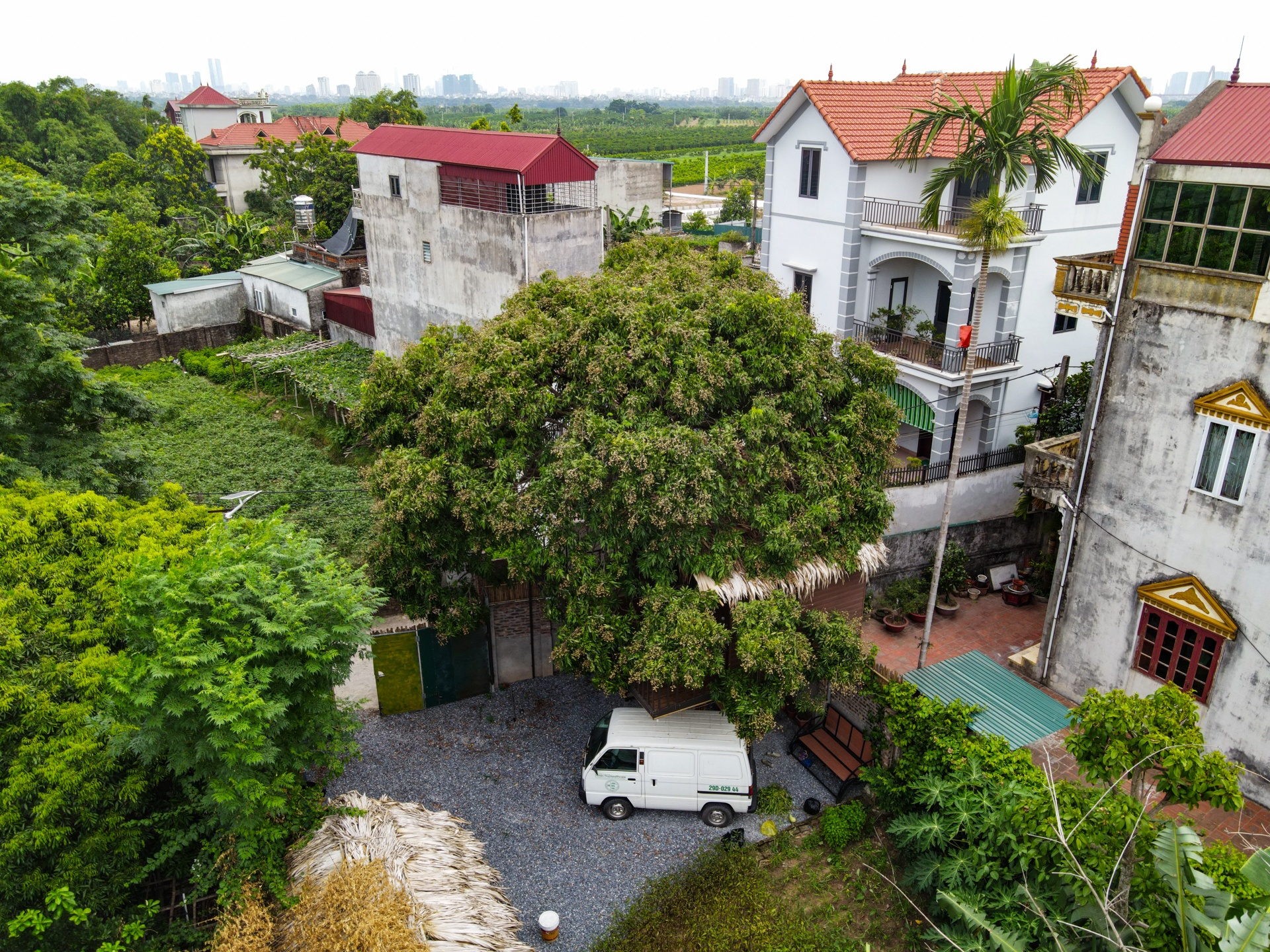 Doc dao ngoi nha tram trieu tren cay o Ha Noi anh 1