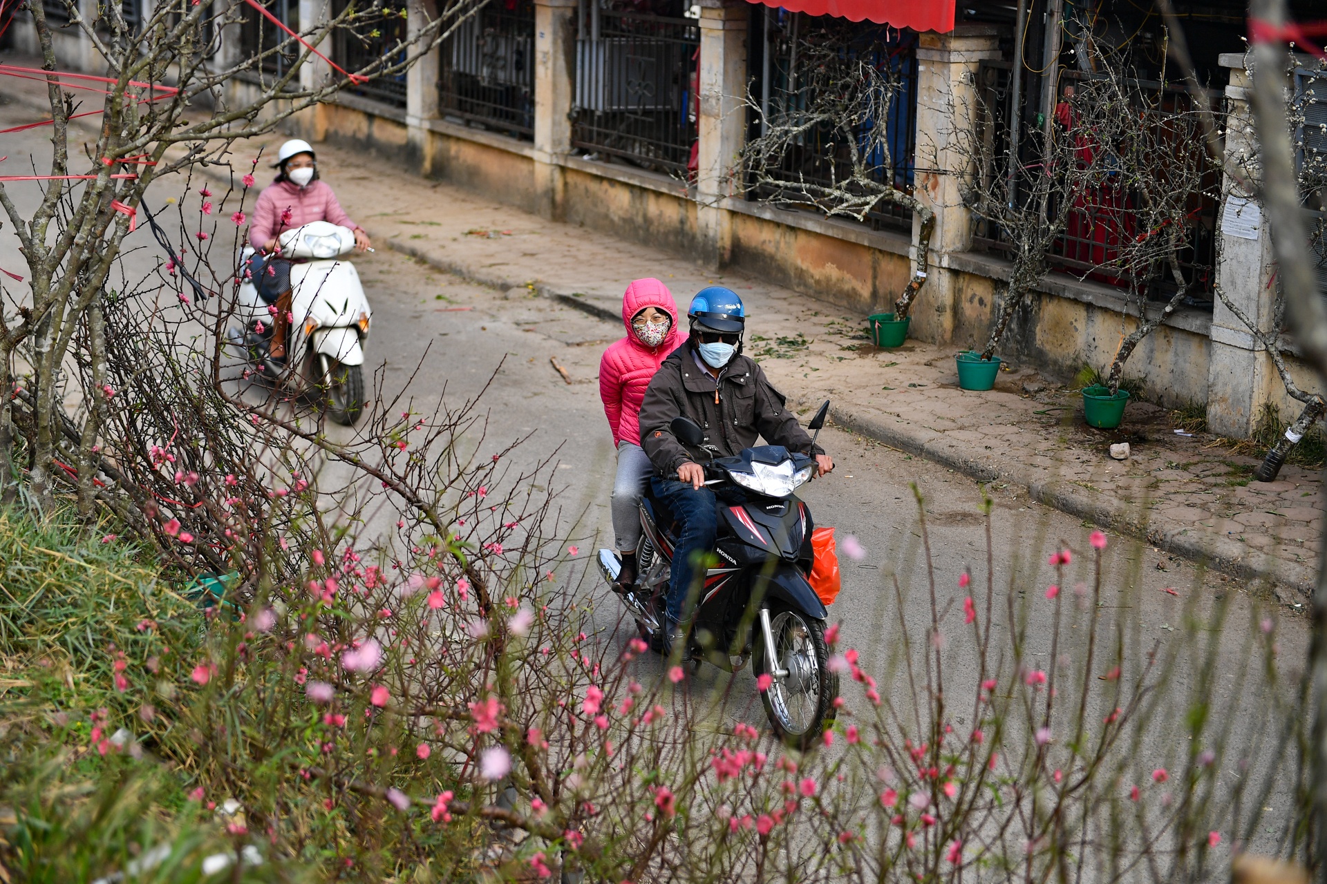 Nguoi Ha Noi mua dao no som choi Tet Duong lich anh 4