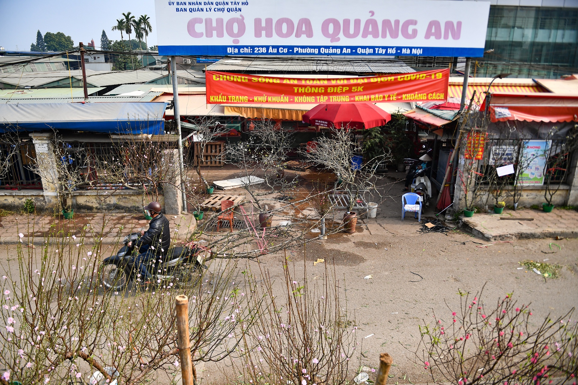 Nguoi Ha Noi mua dao no som choi Tet Duong lich anh 1