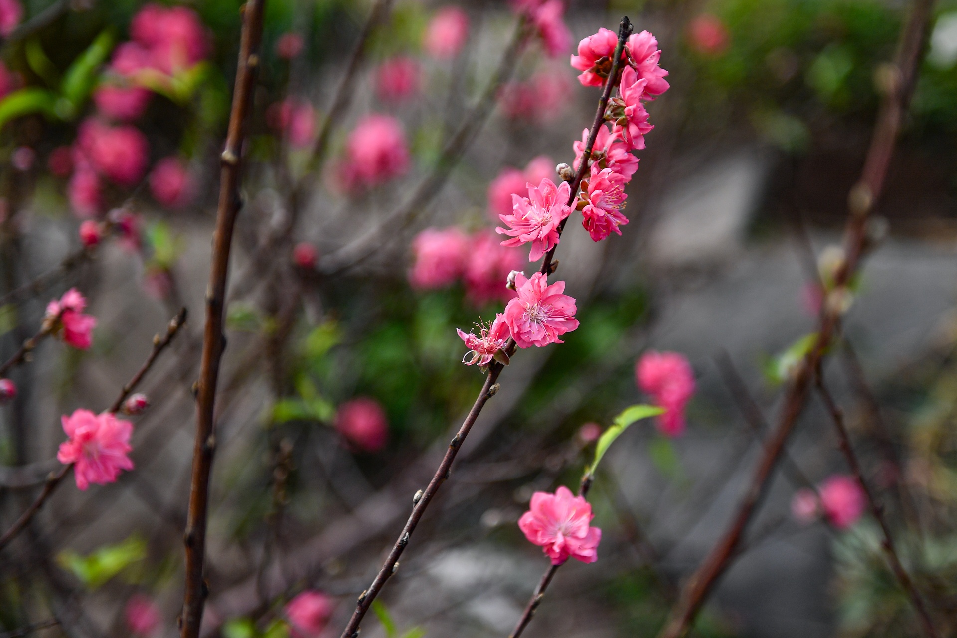 Nguoi Ha Noi mua dao no som choi Tet Duong lich anh 3