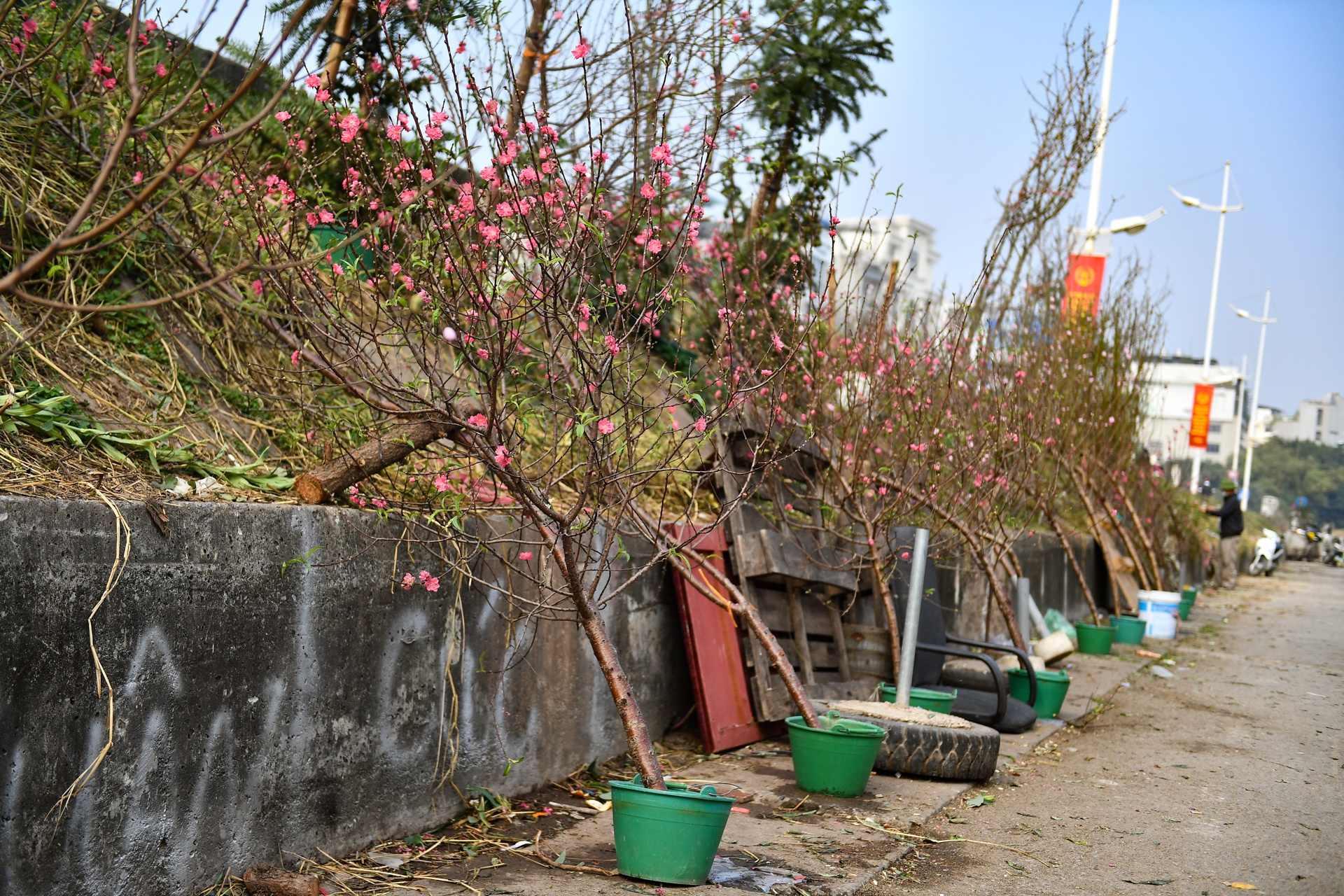 Nguoi Ha Noi mua dao no som choi Tet Duong lich anh 2