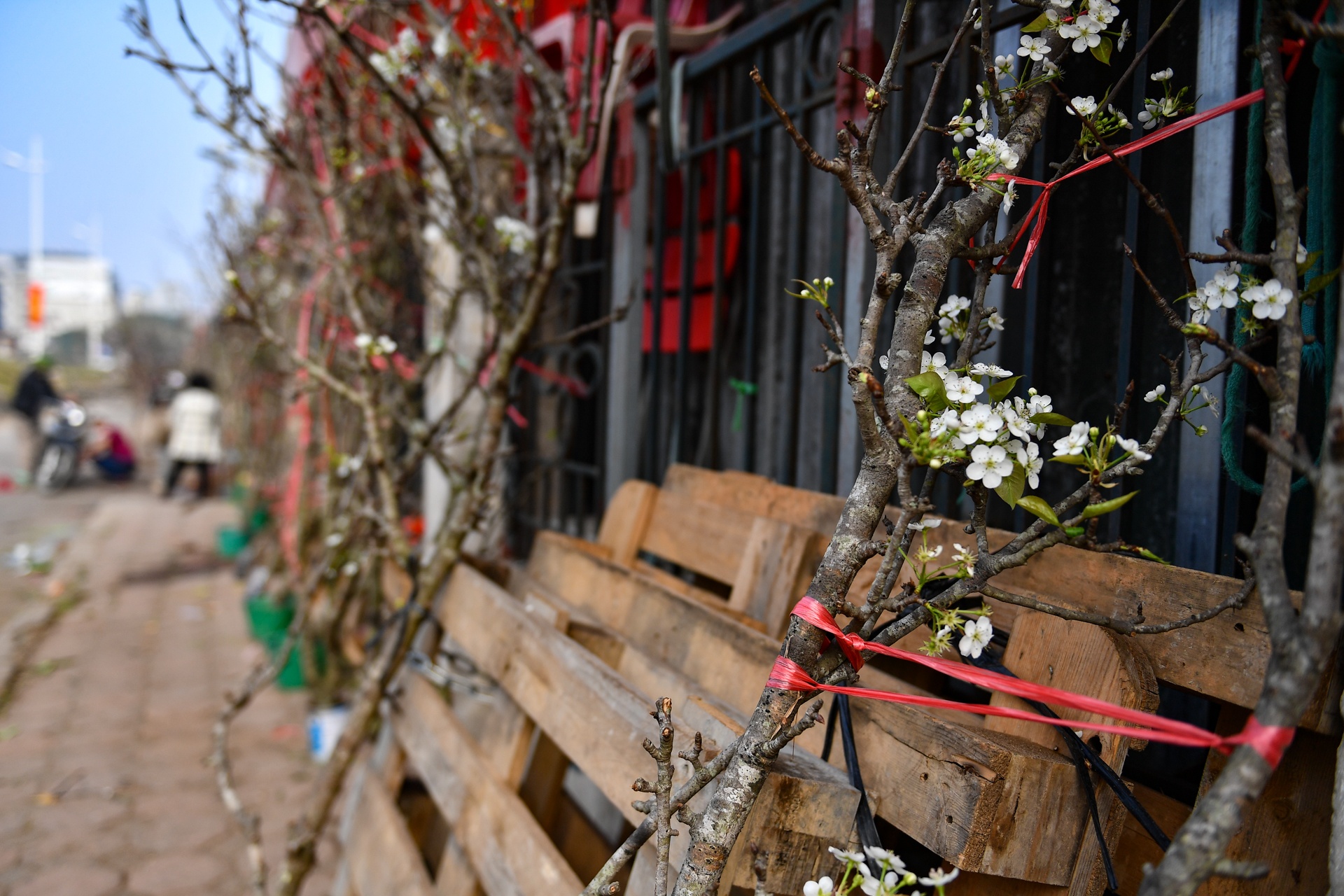 Nguoi Ha Noi mua dao no som choi Tet Duong lich anh 9