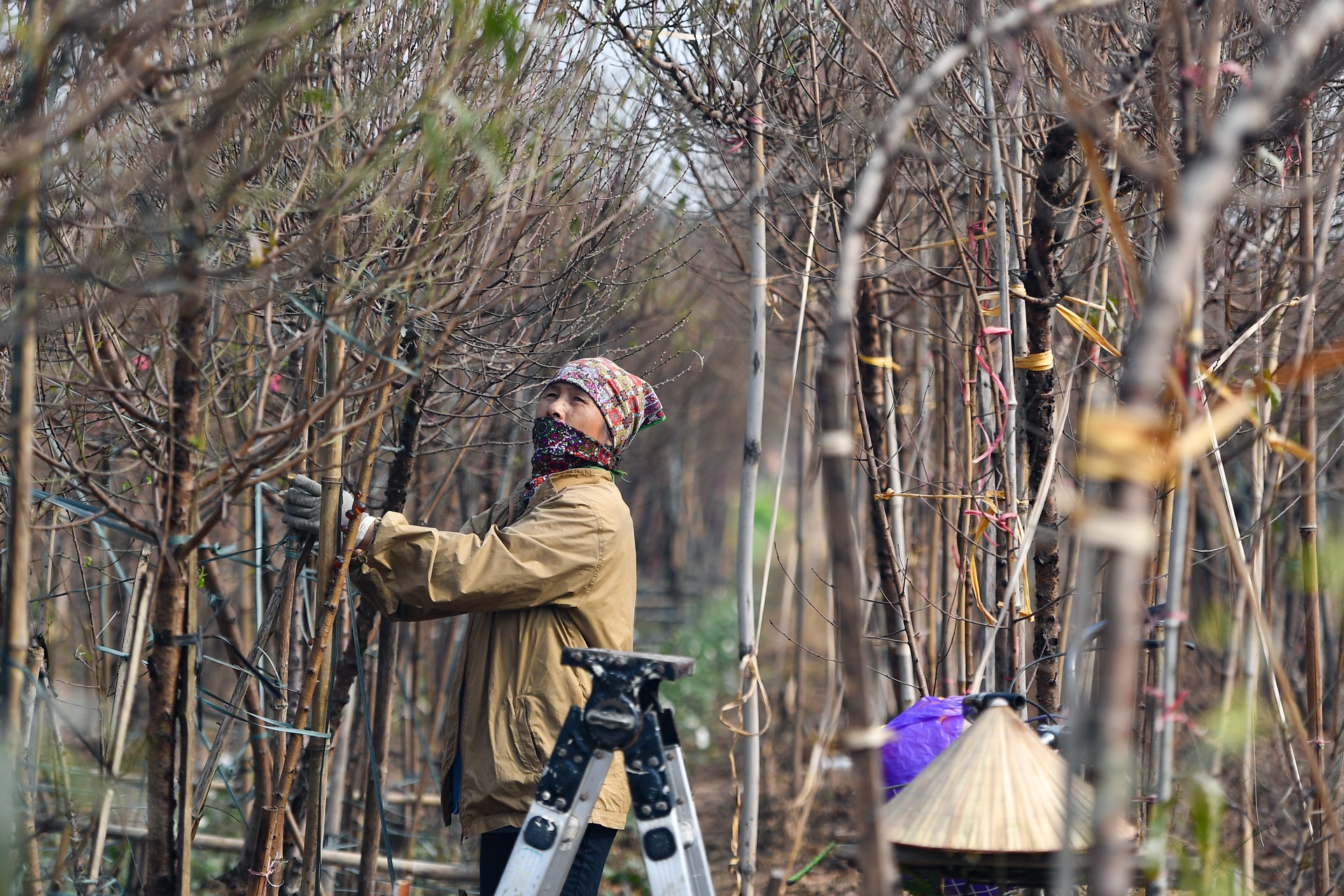Nguoi Ha Noi mua dao no som choi Tet Duong lich anh 10
