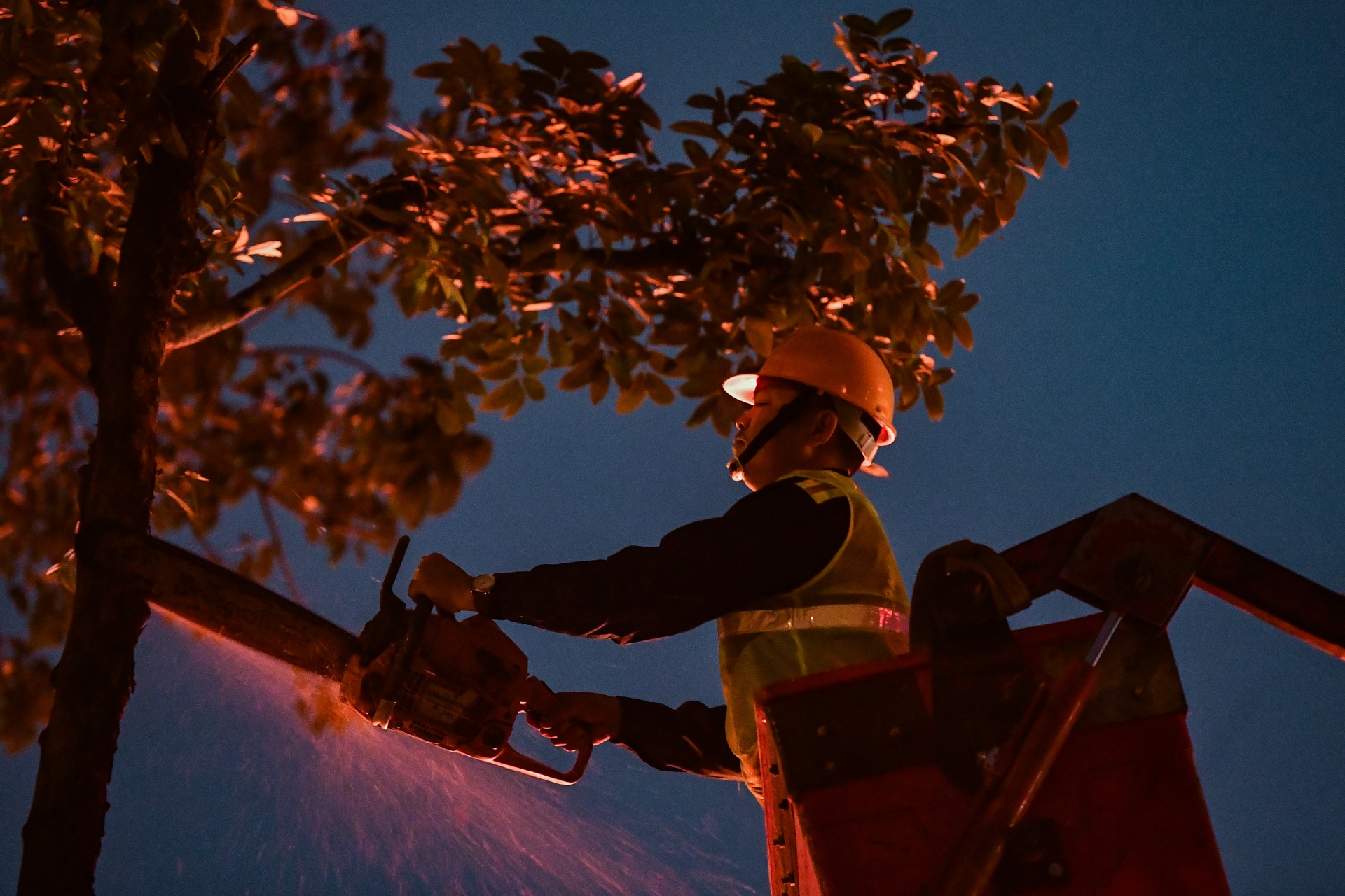 Xuyen dem don ha,  di doi cay xanh anh 3