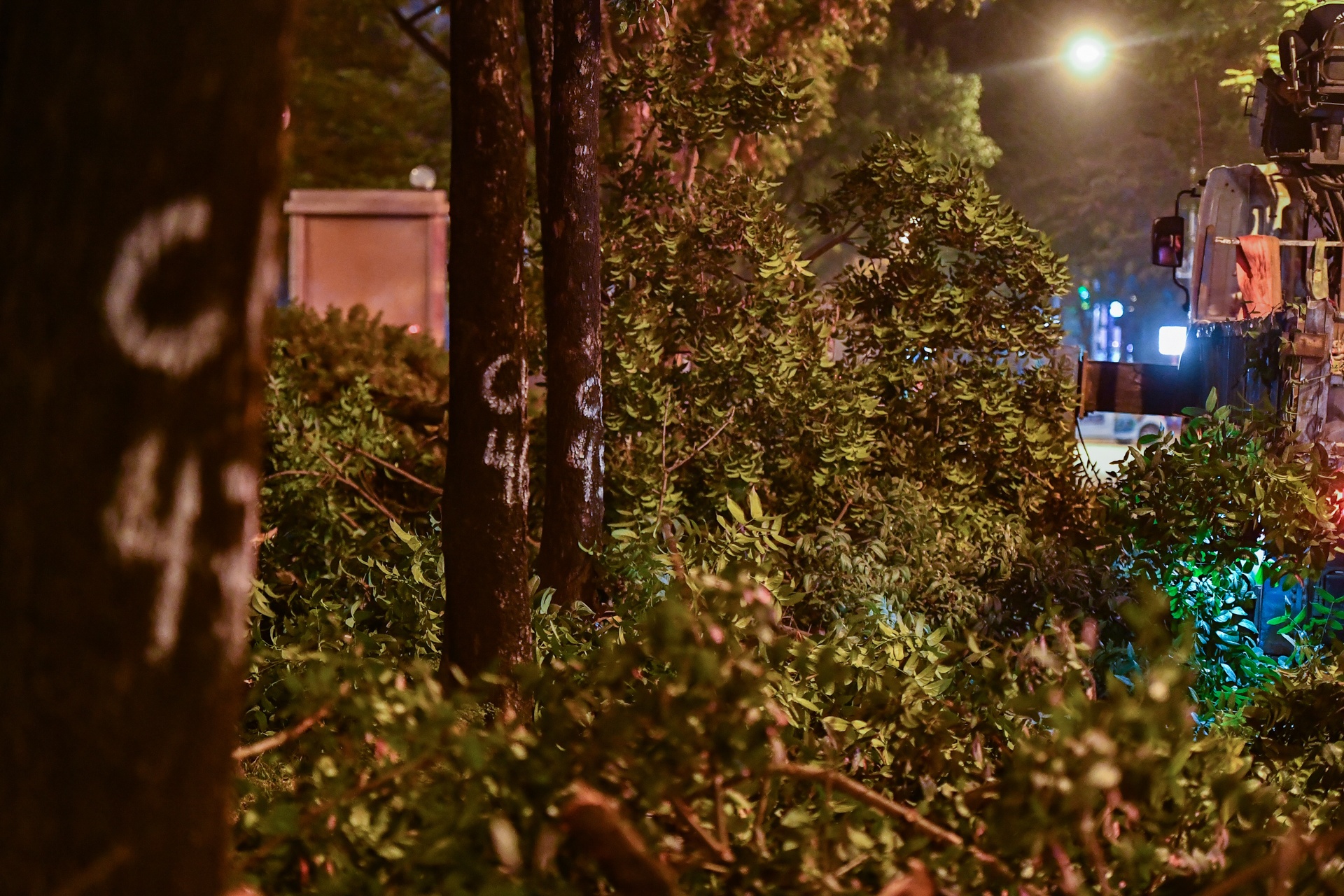 Xuyen dem don ha,  di doi cay xanh anh 2