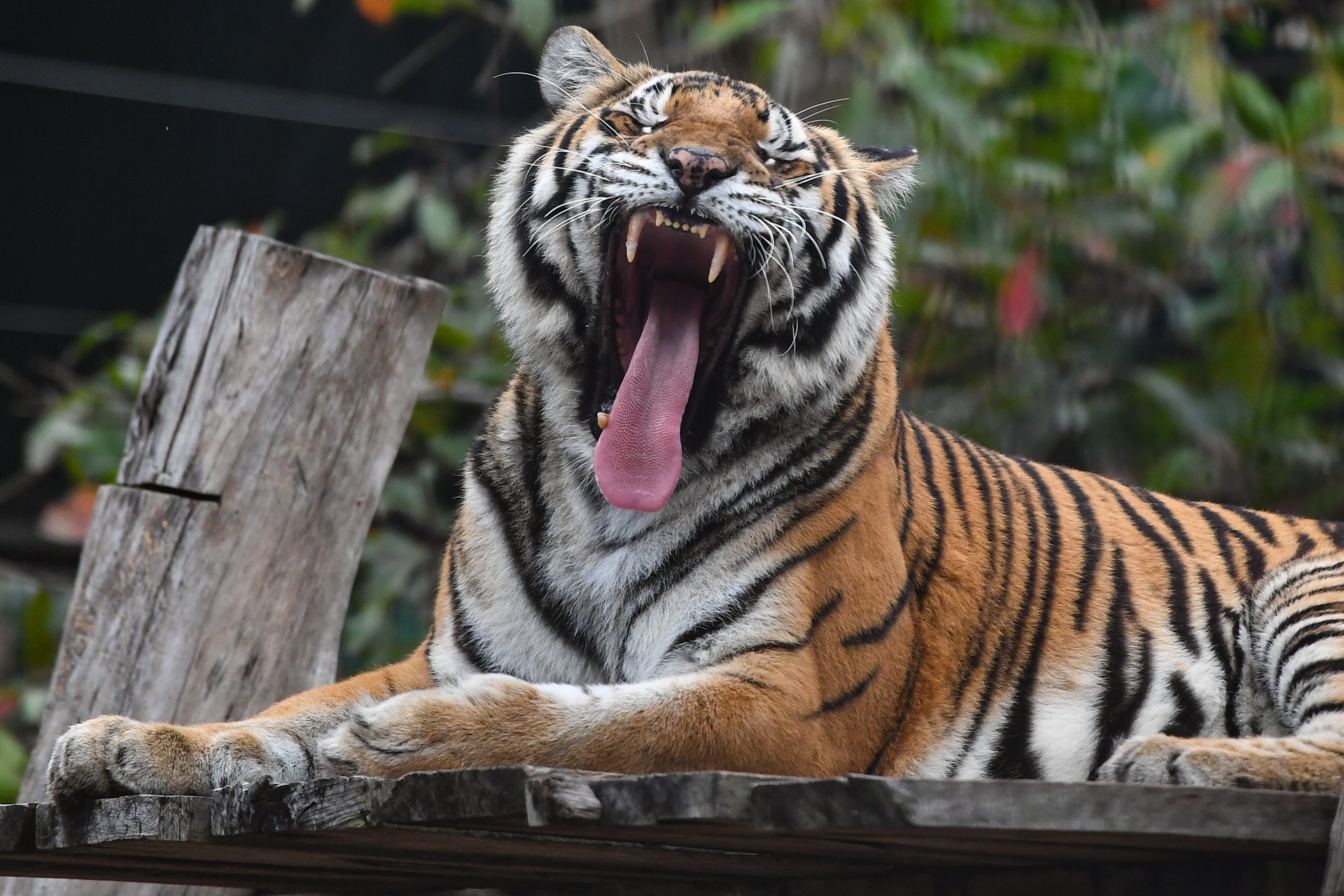 Chuyen ve nhung chua son lam duoc giai cuu anh 12