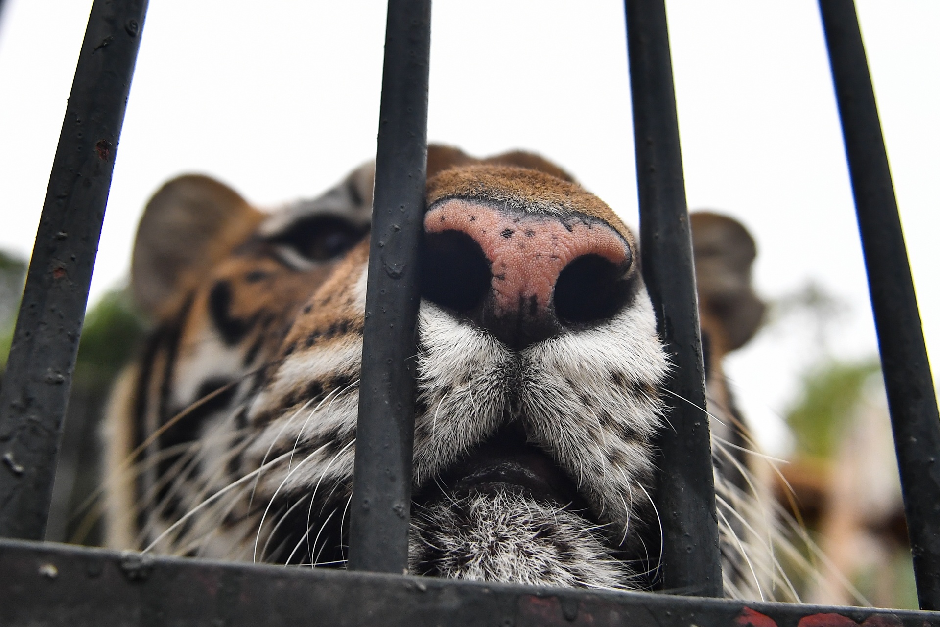 Chuyen ve nhung chua son lam duoc giai cuu anh 14