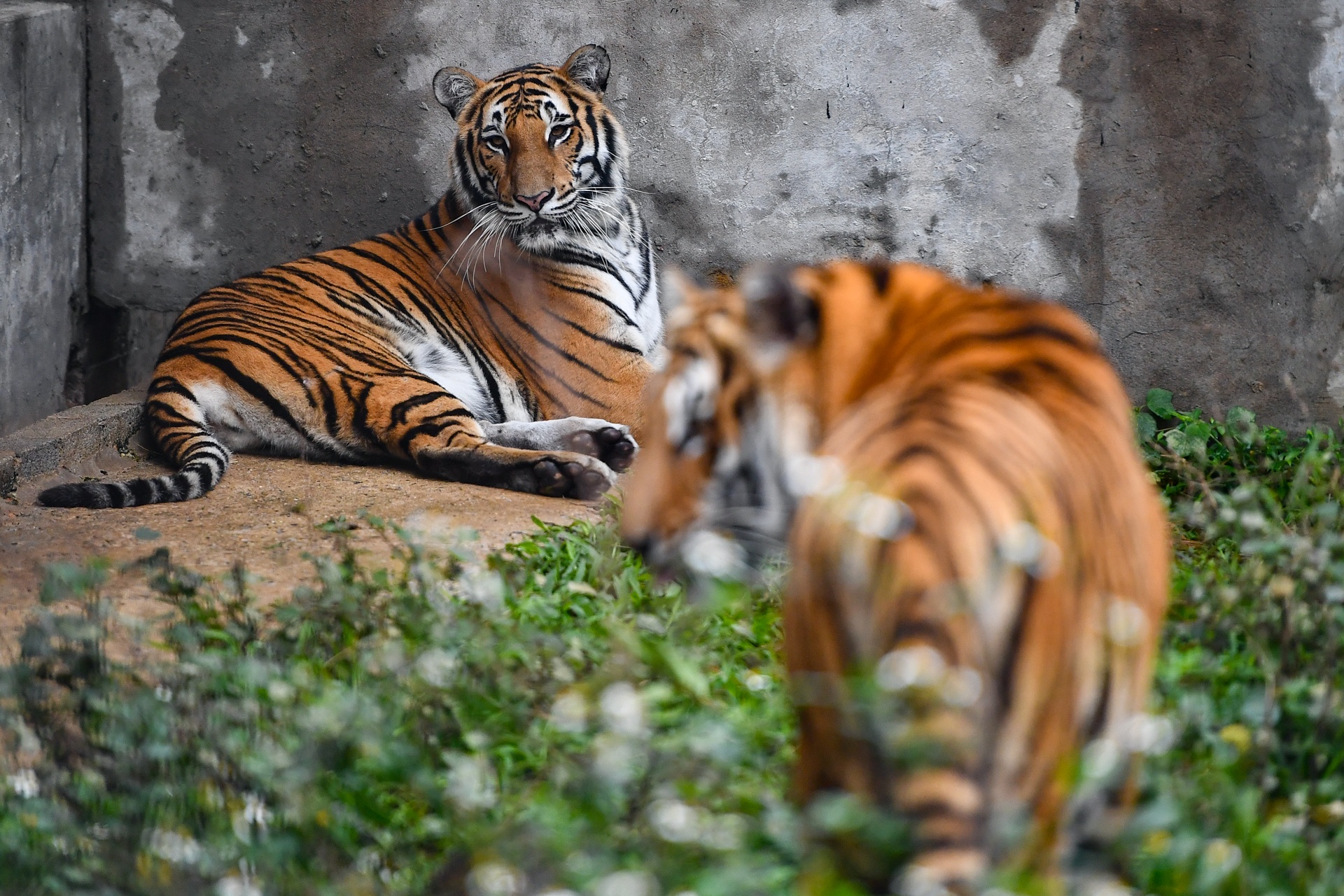 Chuyen ve nhung chua son lam duoc giai cuu anh 11