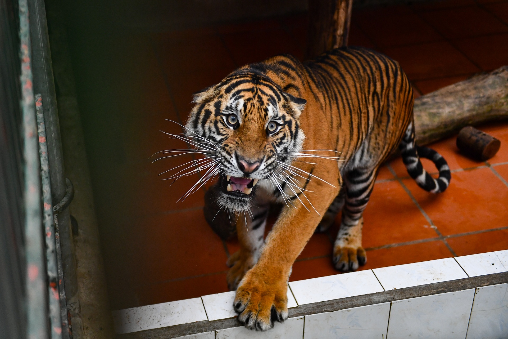 Chuyen ve nhung chua son lam duoc giai cuu anh 33