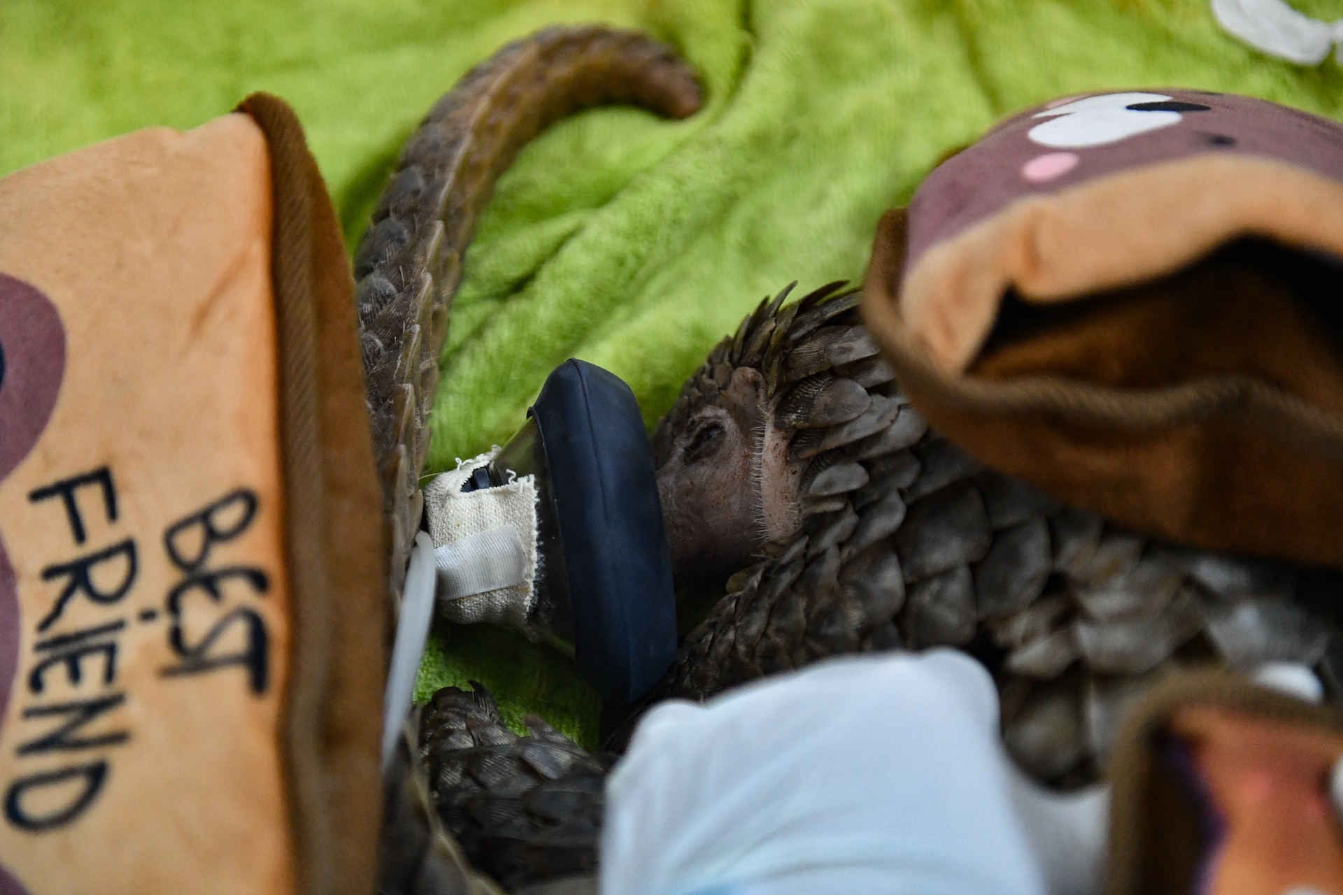 Chuyen ve nhung chua son lam duoc giai cuu anh 37