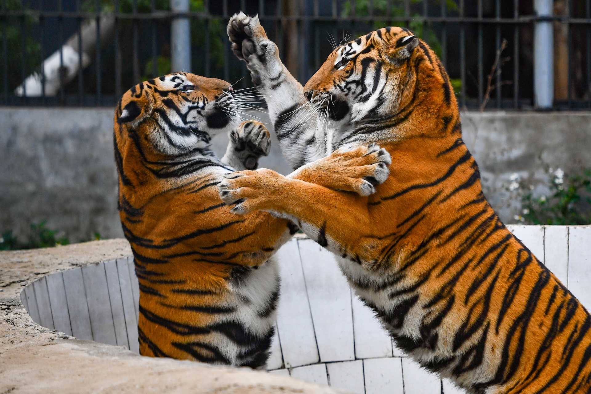 Chuyen ve nhung chua son lam duoc giai cuu anh 15