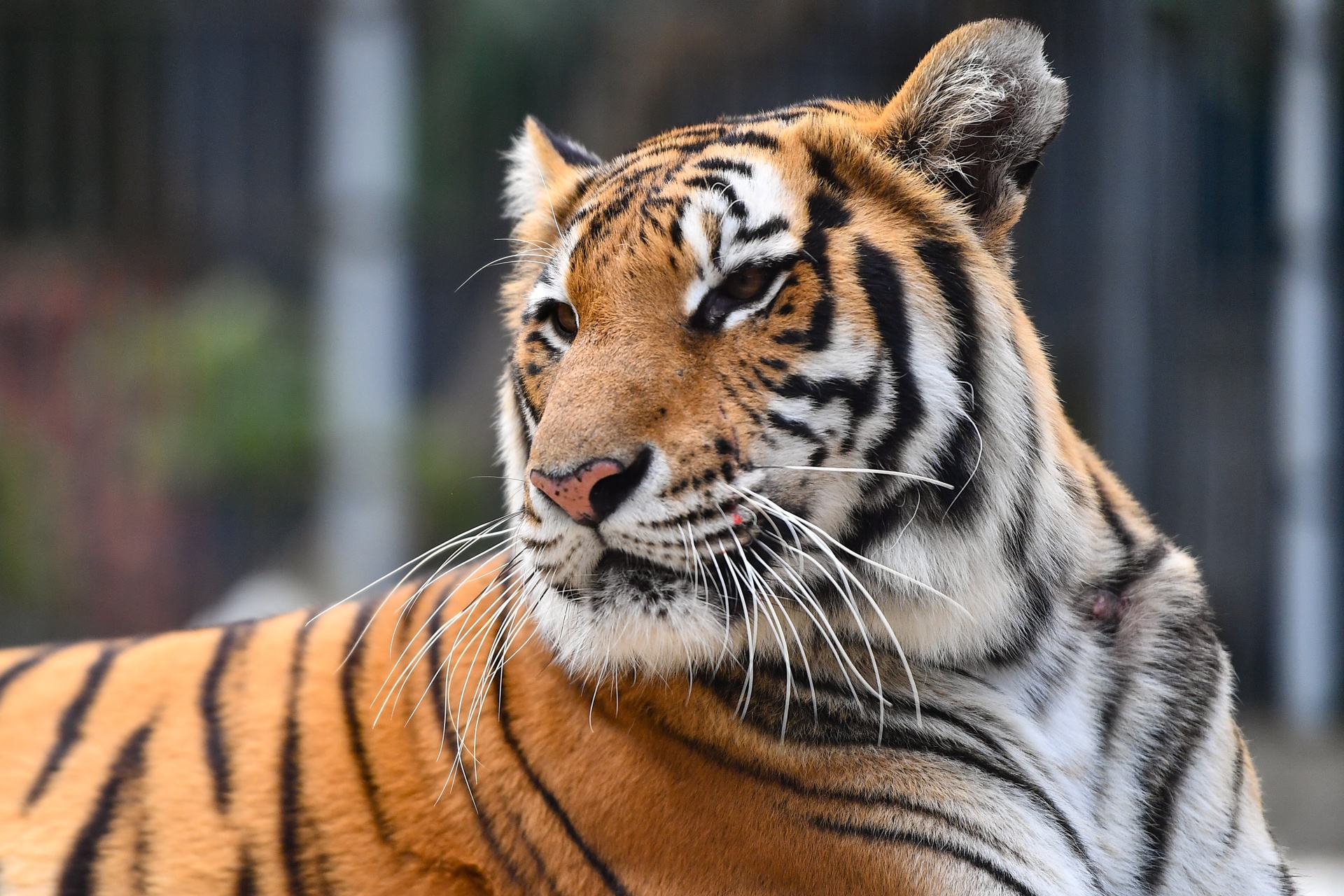 Chuyen ve nhung chua son lam duoc giai cuu anh 30