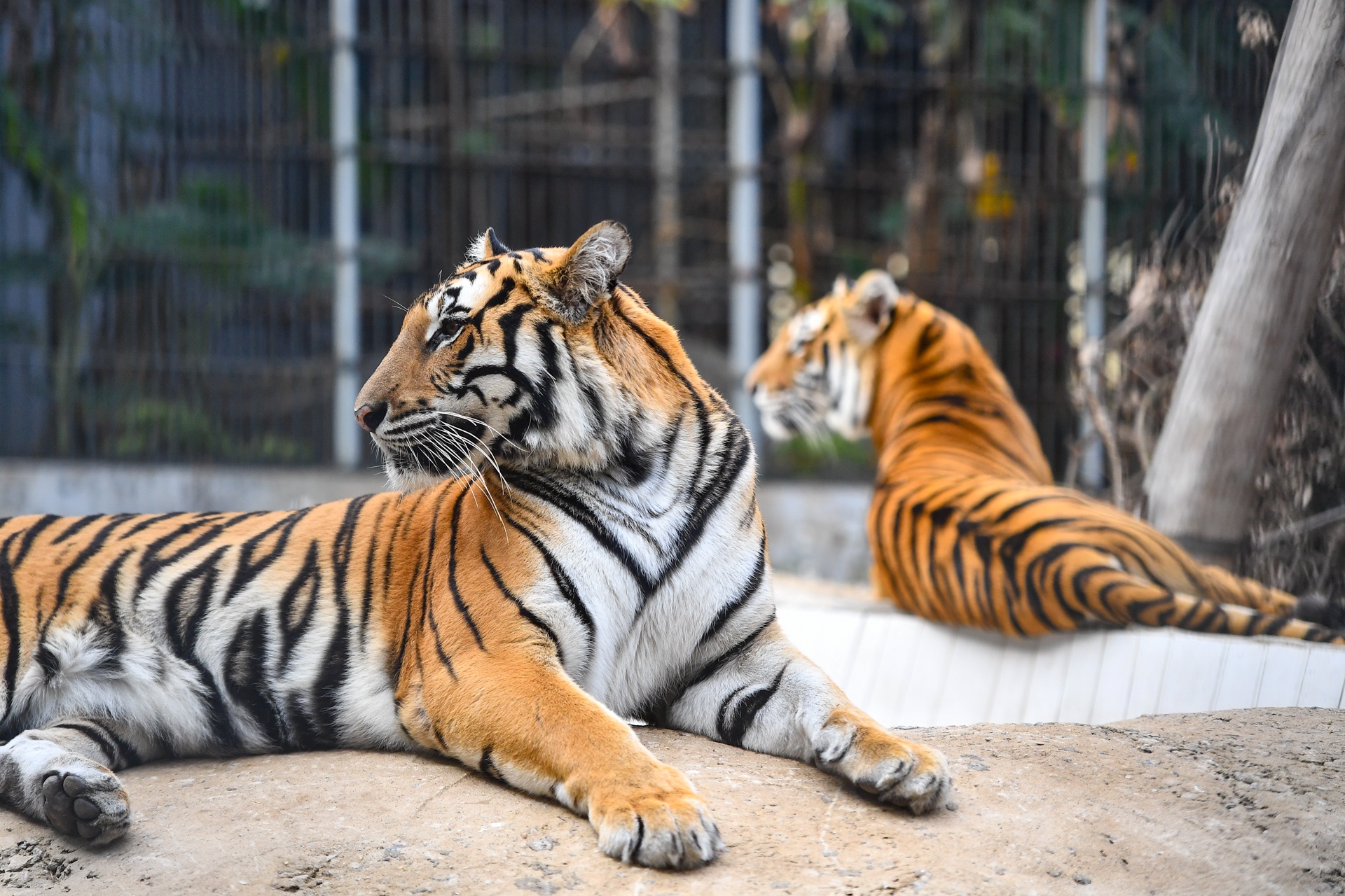 Chuyen ve nhung chua son lam duoc giai cuu anh 27