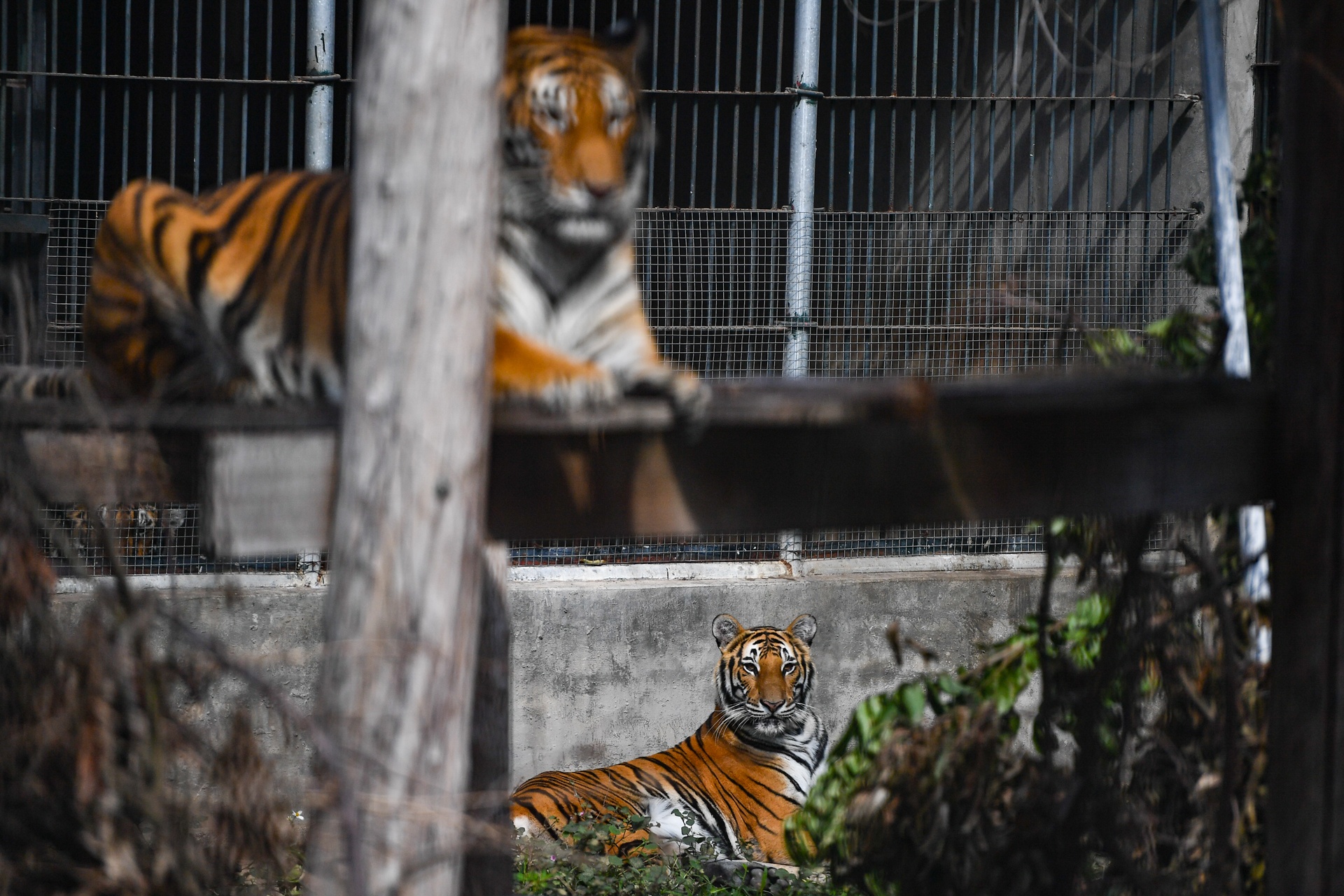 Chuyen ve nhung chua son lam duoc giai cuu anh 34