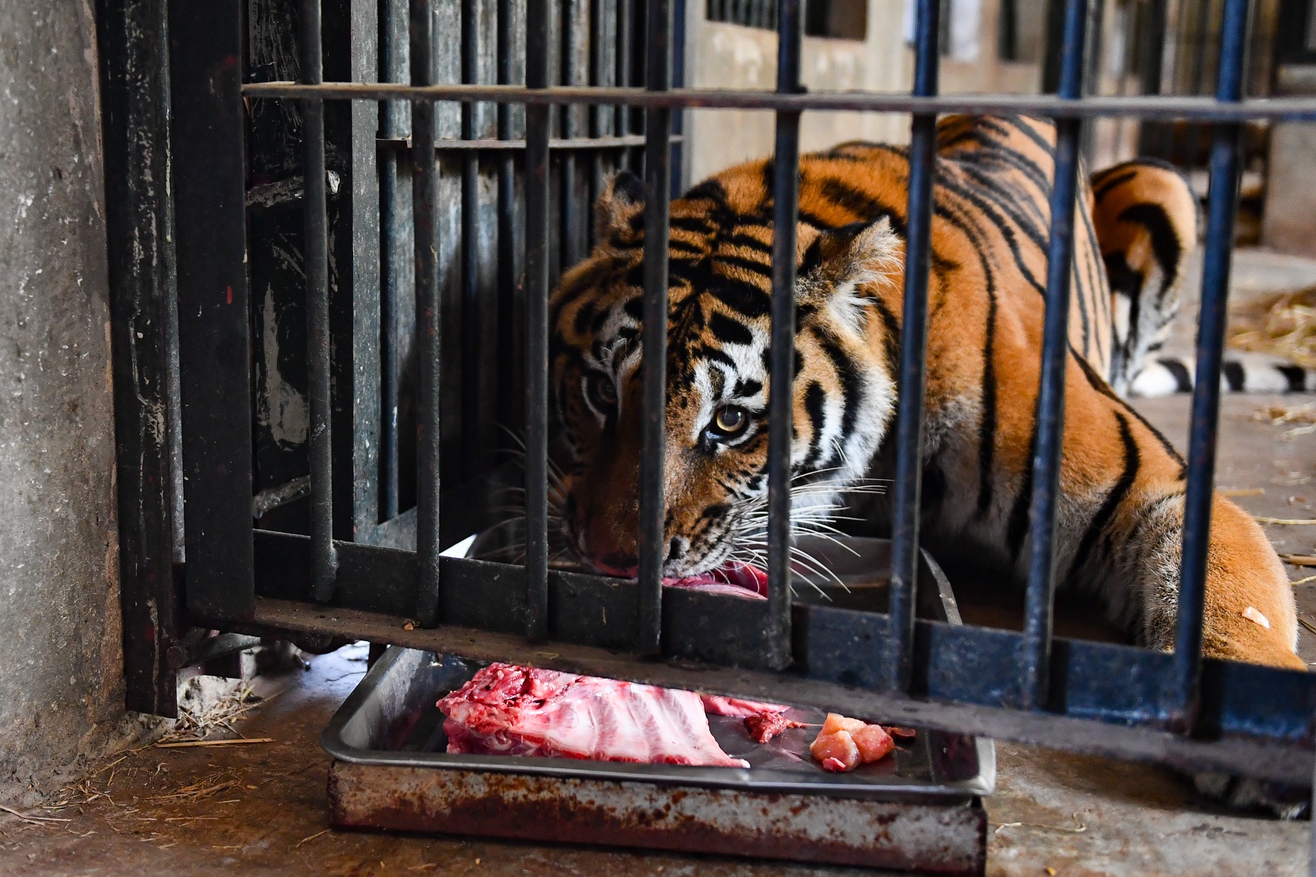 Chuyen ve nhung chua son lam duoc giai cuu anh 18