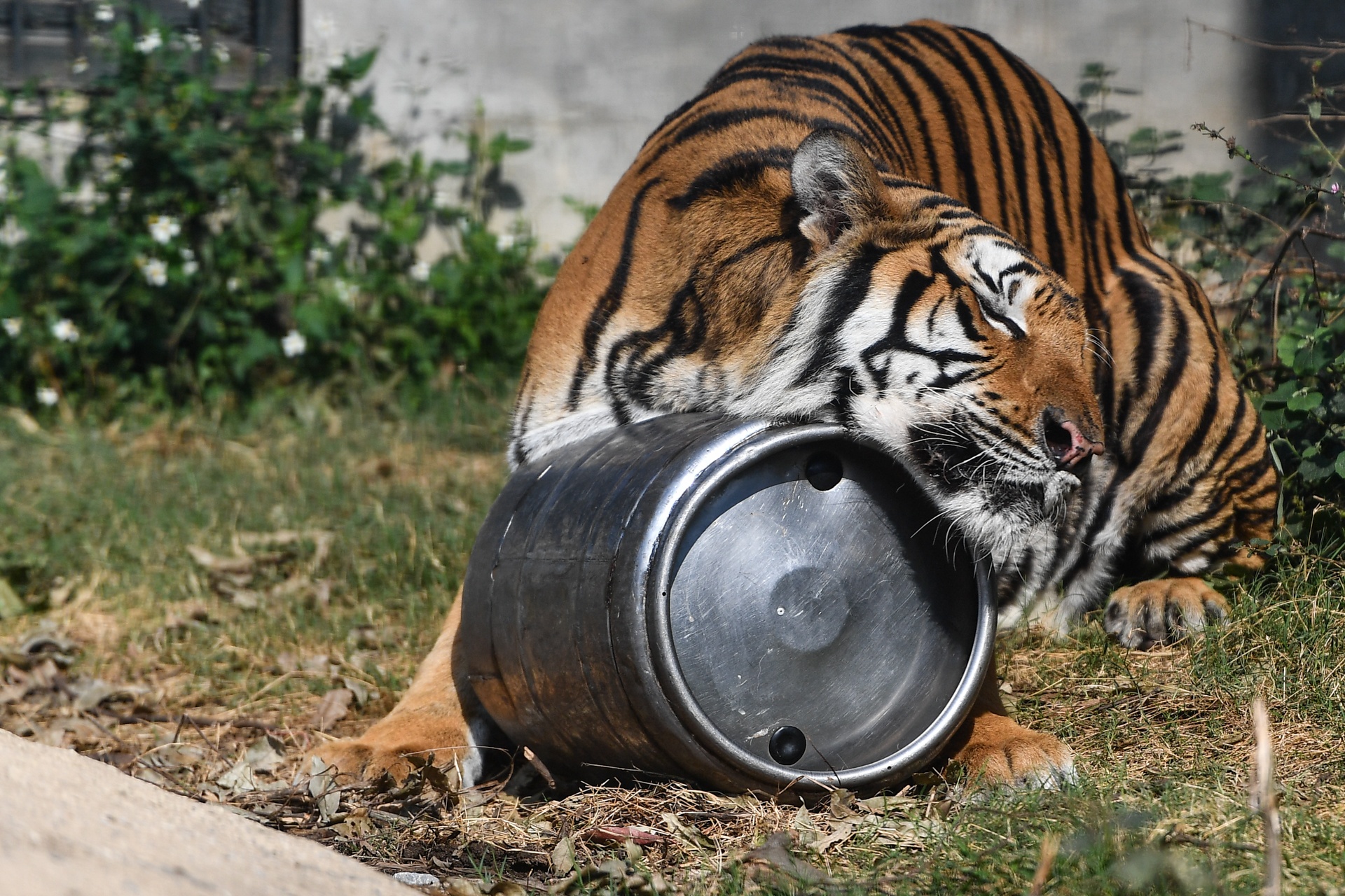 Chuyen ve nhung chua son lam duoc giai cuu anh 29