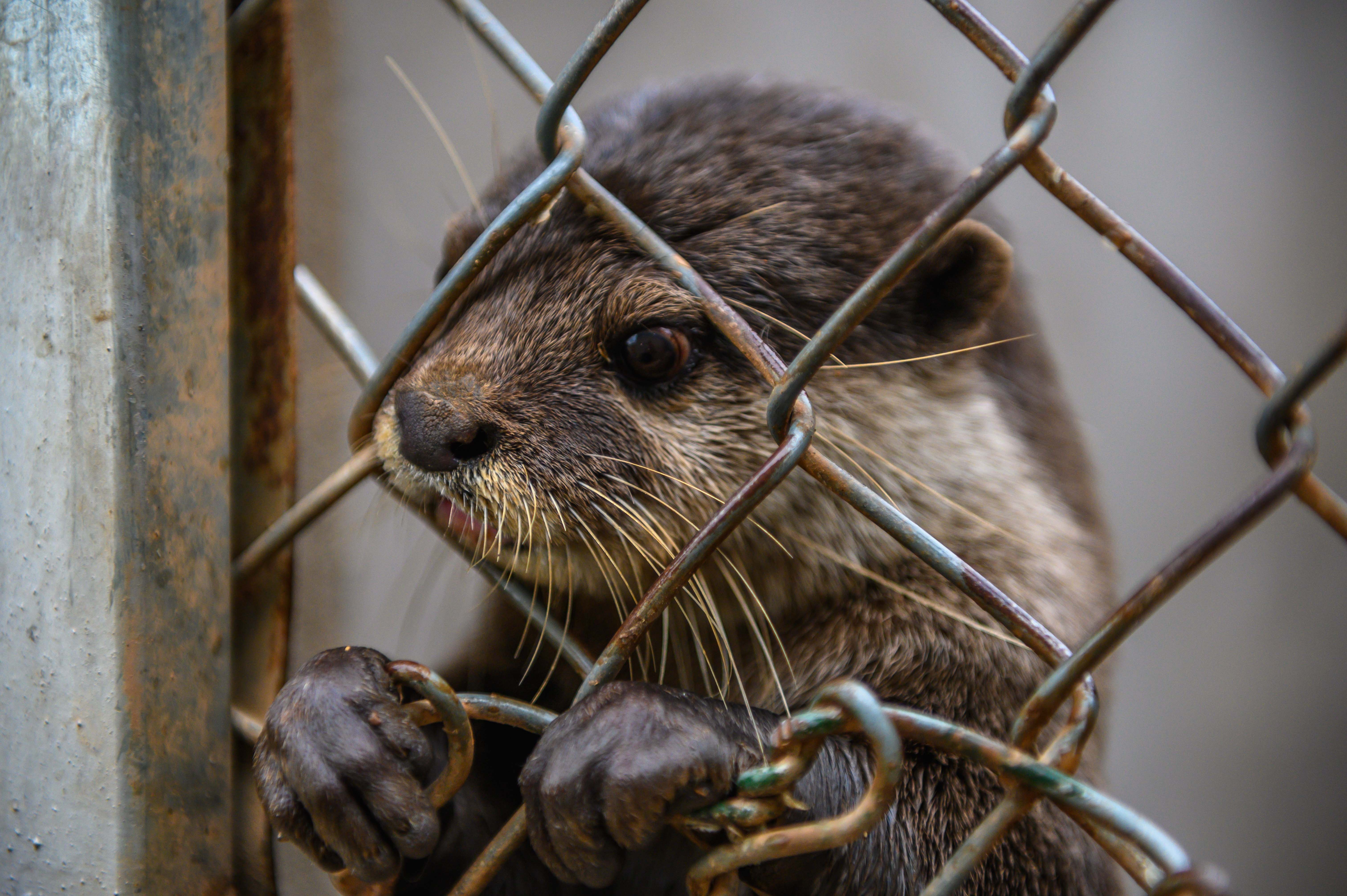 Chuyen ve nhung chua son lam duoc giai cuu anh 41