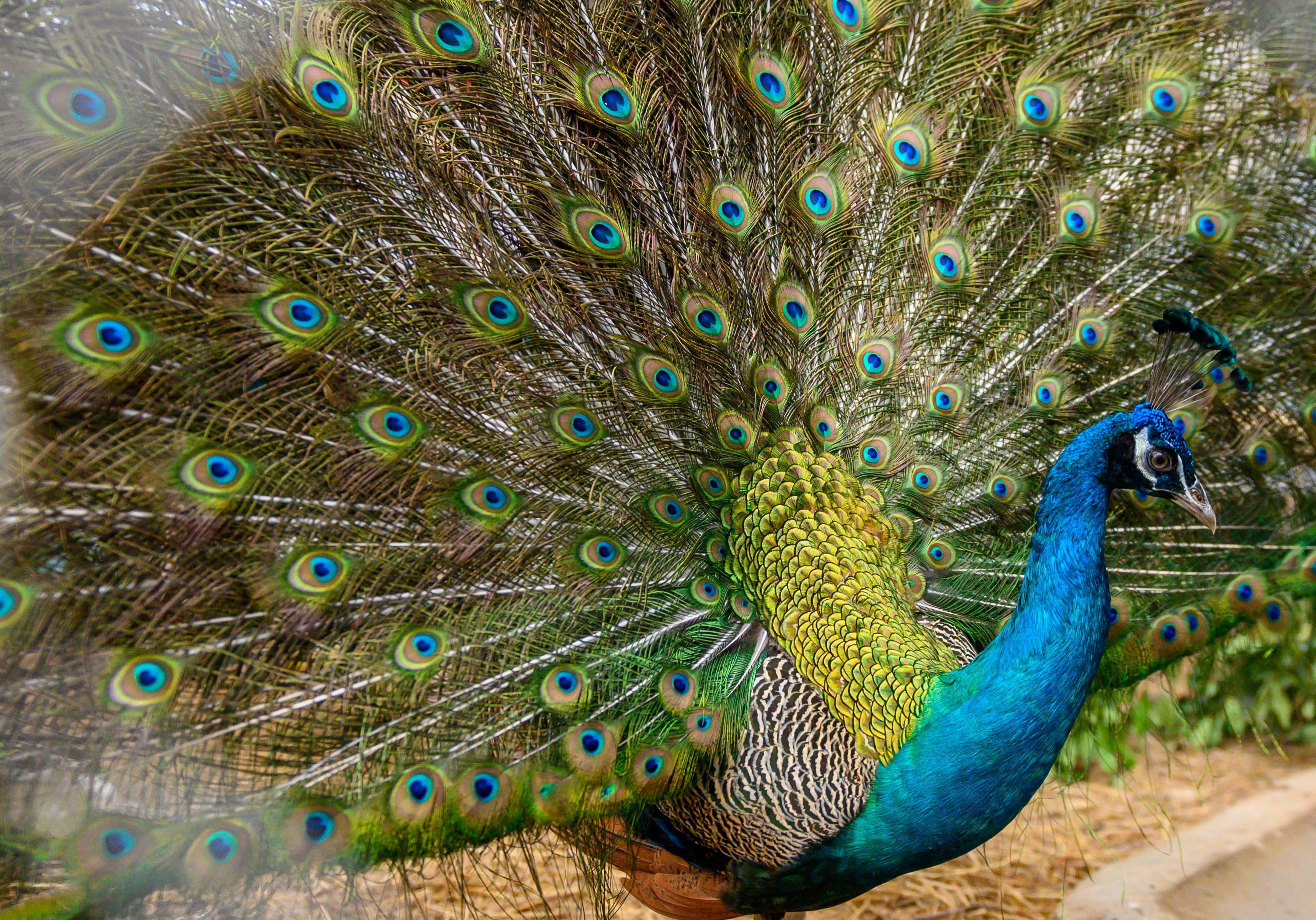 Chuyen ve nhung chua son lam duoc giai cuu anh 42