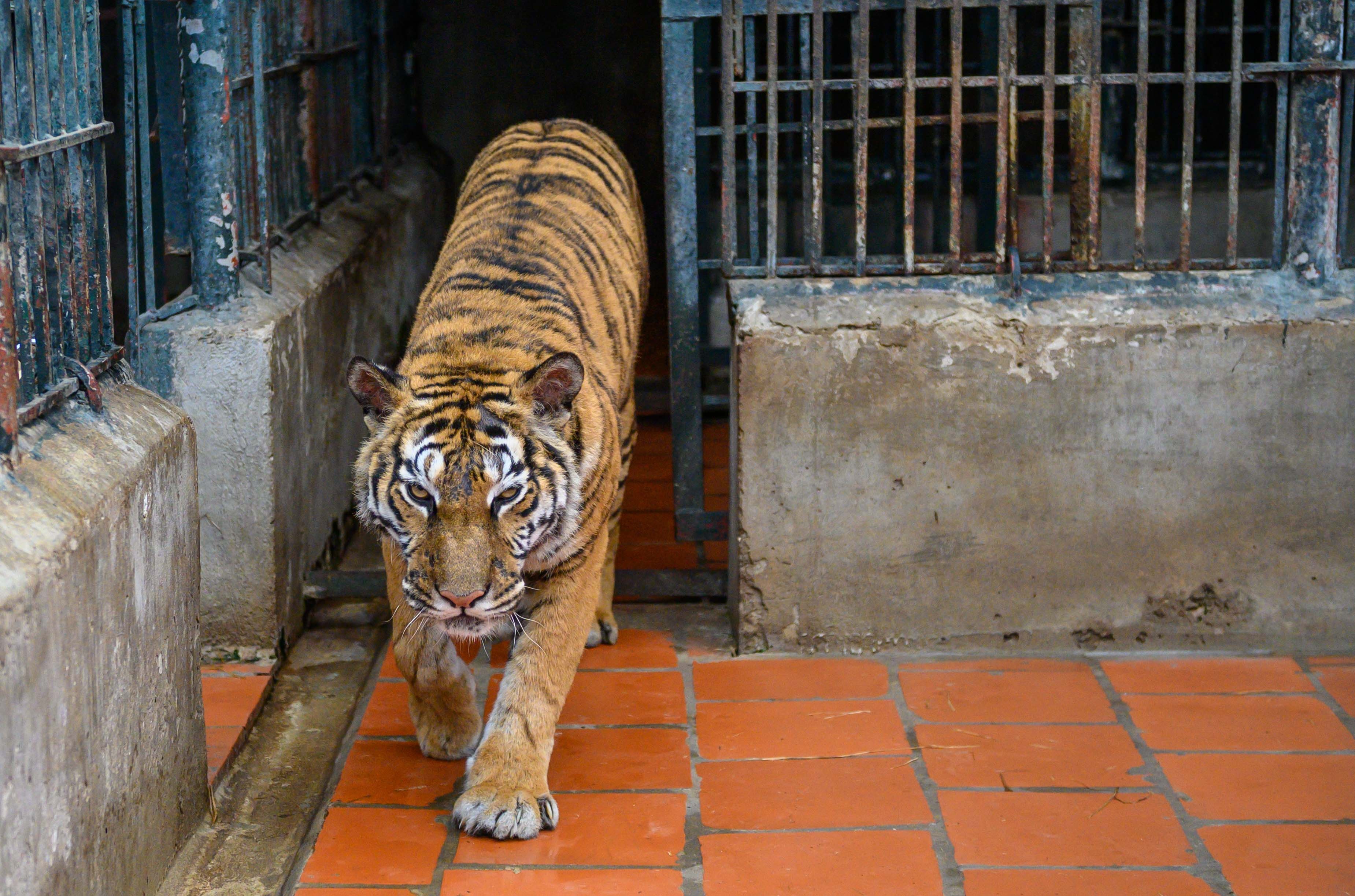 Chuyen ve nhung chua son lam duoc giai cuu anh 31