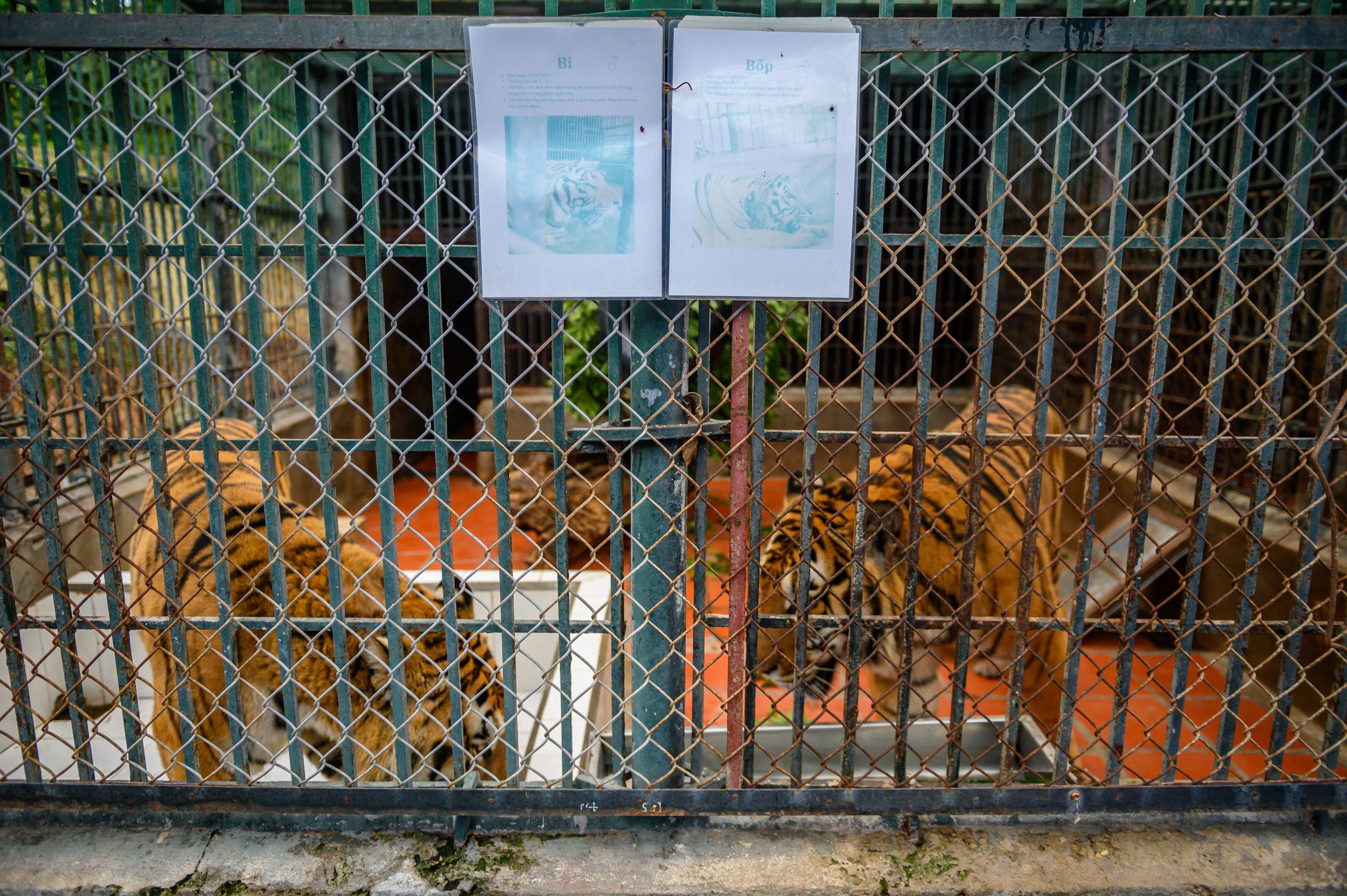 Chuyen ve nhung chua son lam duoc giai cuu anh 32