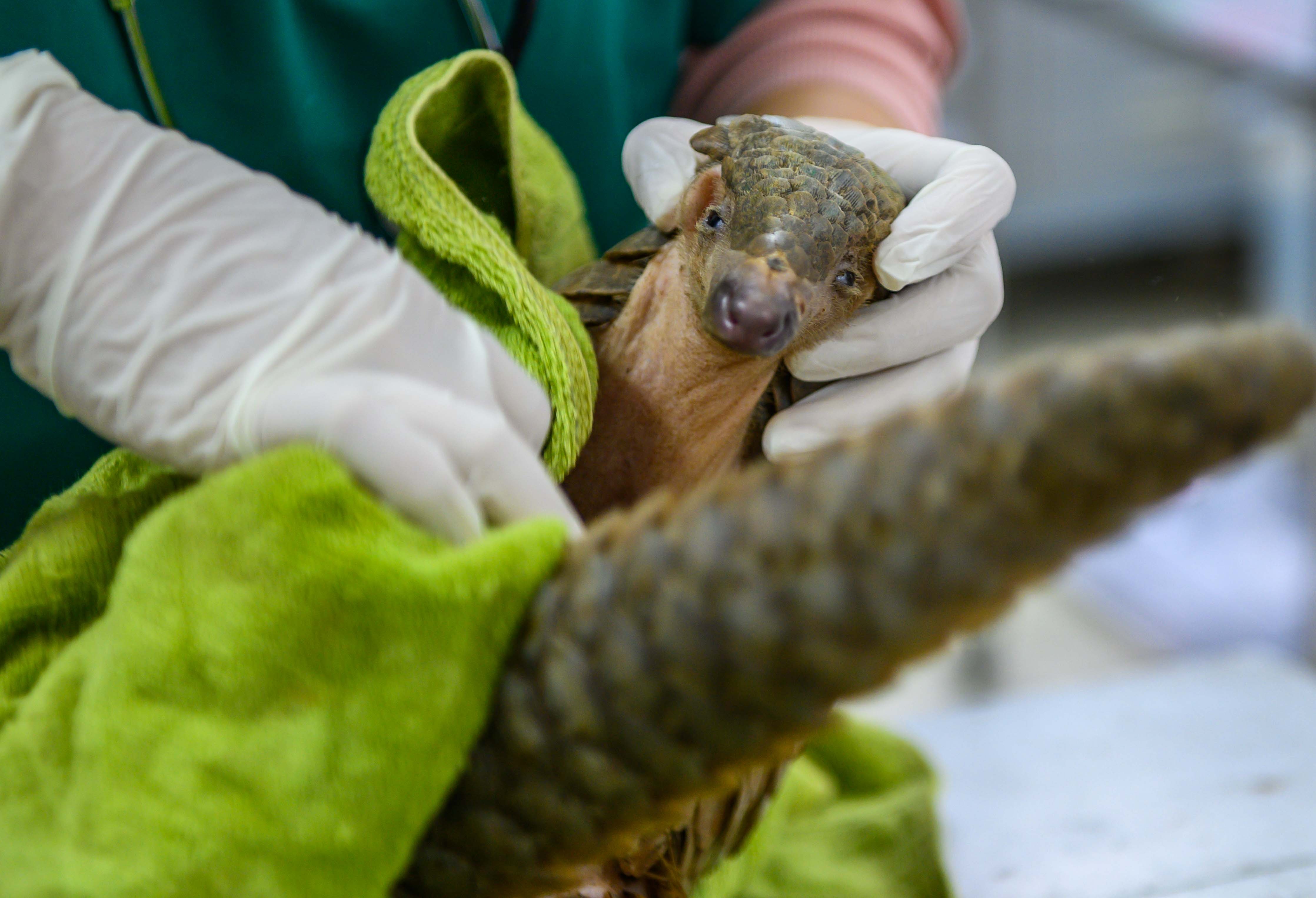 Chuyen ve nhung chua son lam duoc giai cuu anh 36