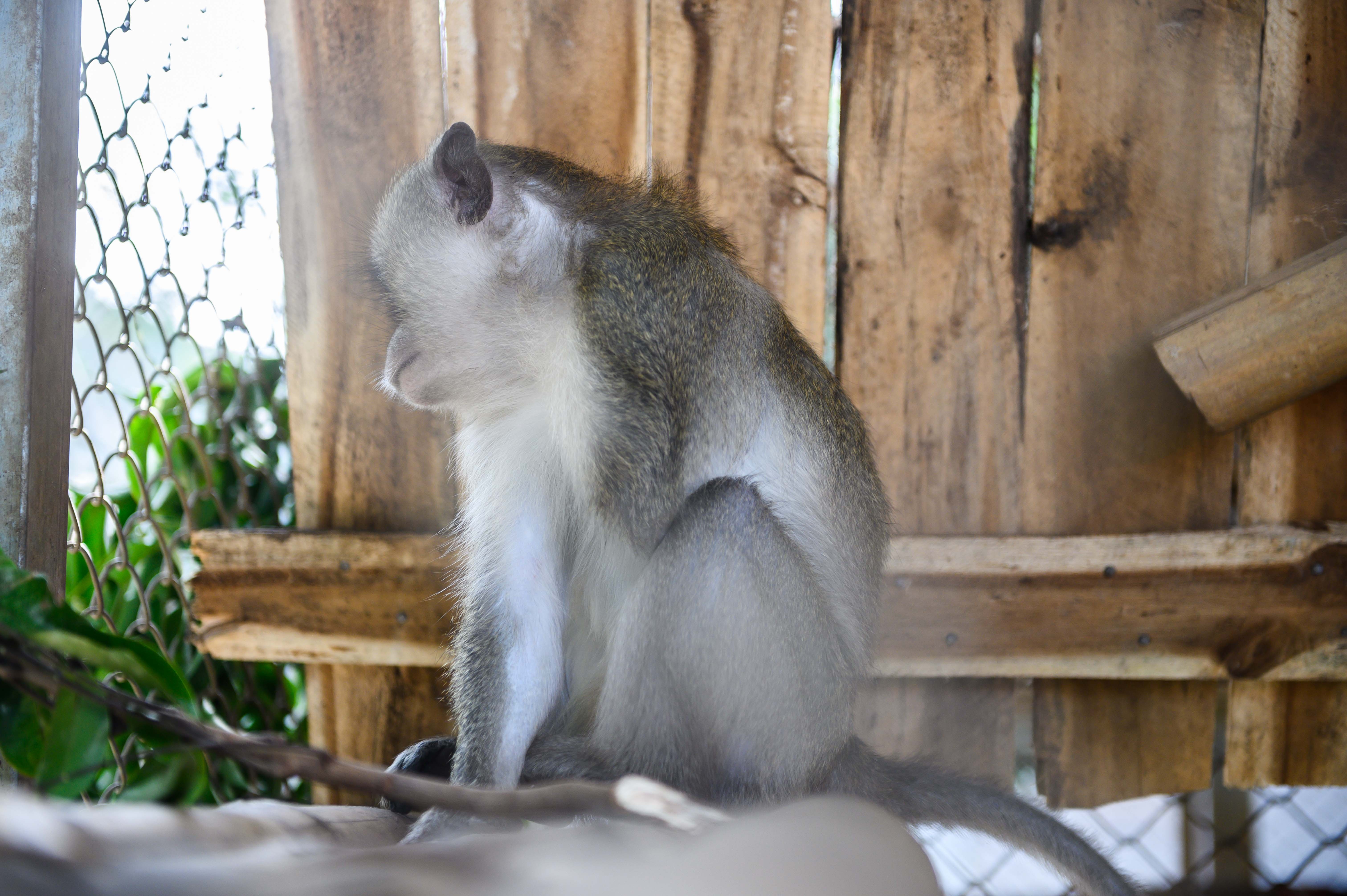 Chuyen ve nhung chua son lam duoc giai cuu anh 43