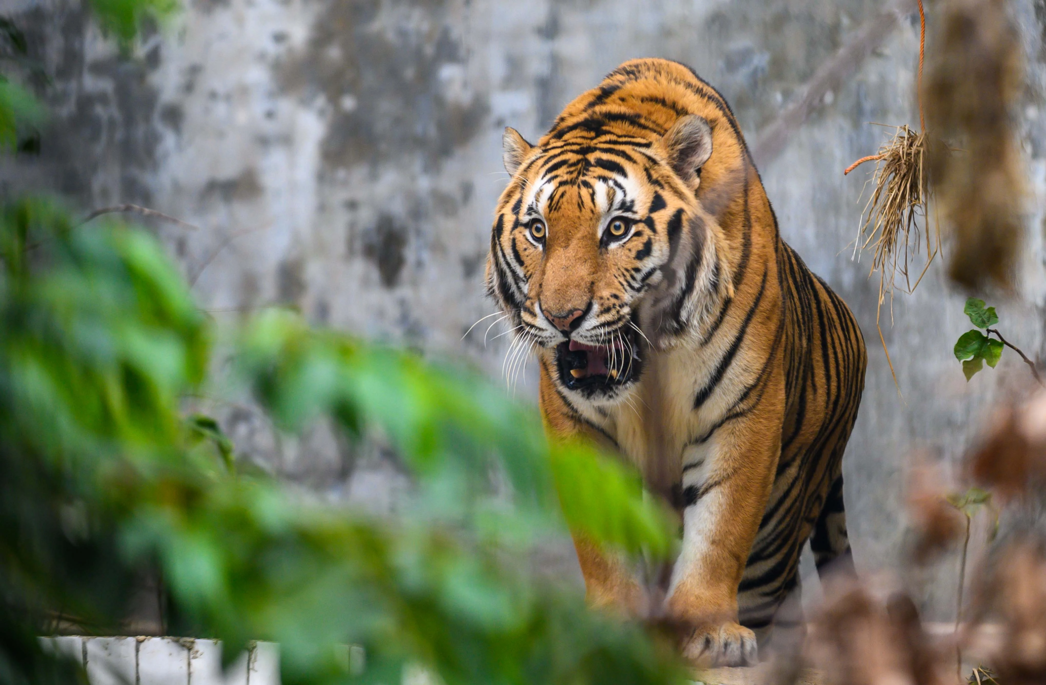 Chuyen ve nhung chua son lam duoc giai cuu anh 28